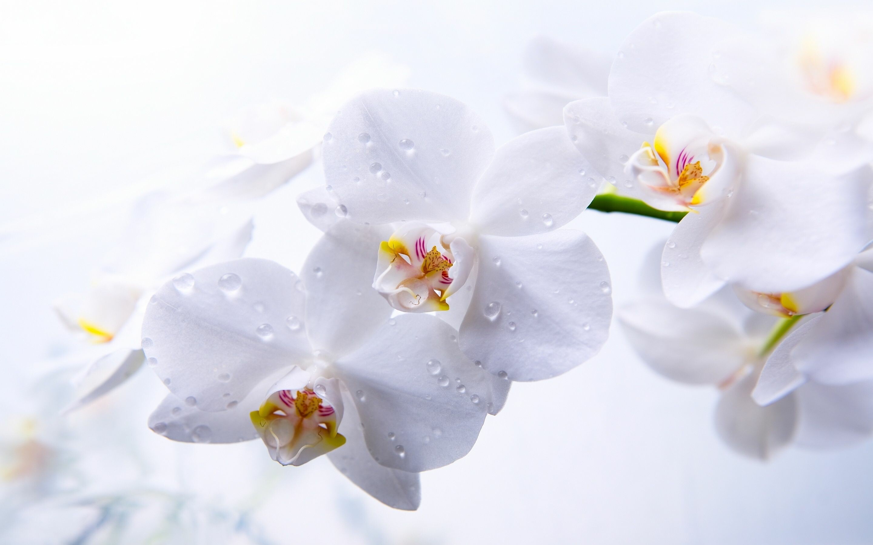 Drops, Orchids Wallpaper, 2880x1800 HD Desktop