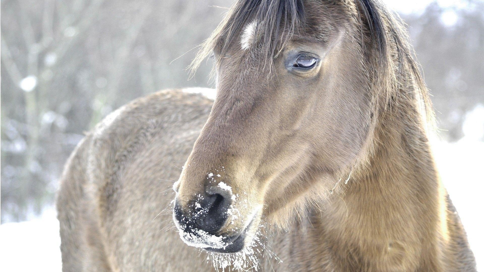 Winter horse beauty, Snowy enchantment, Majestic grace, Serene wonder, 1920x1080 Full HD Desktop