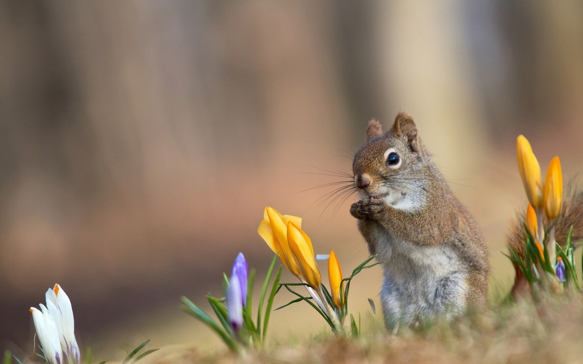 Squirrel between crocuses, Lovely creature, Nature's beauty, Beautiful flowers, 1920x1200 HD Desktop