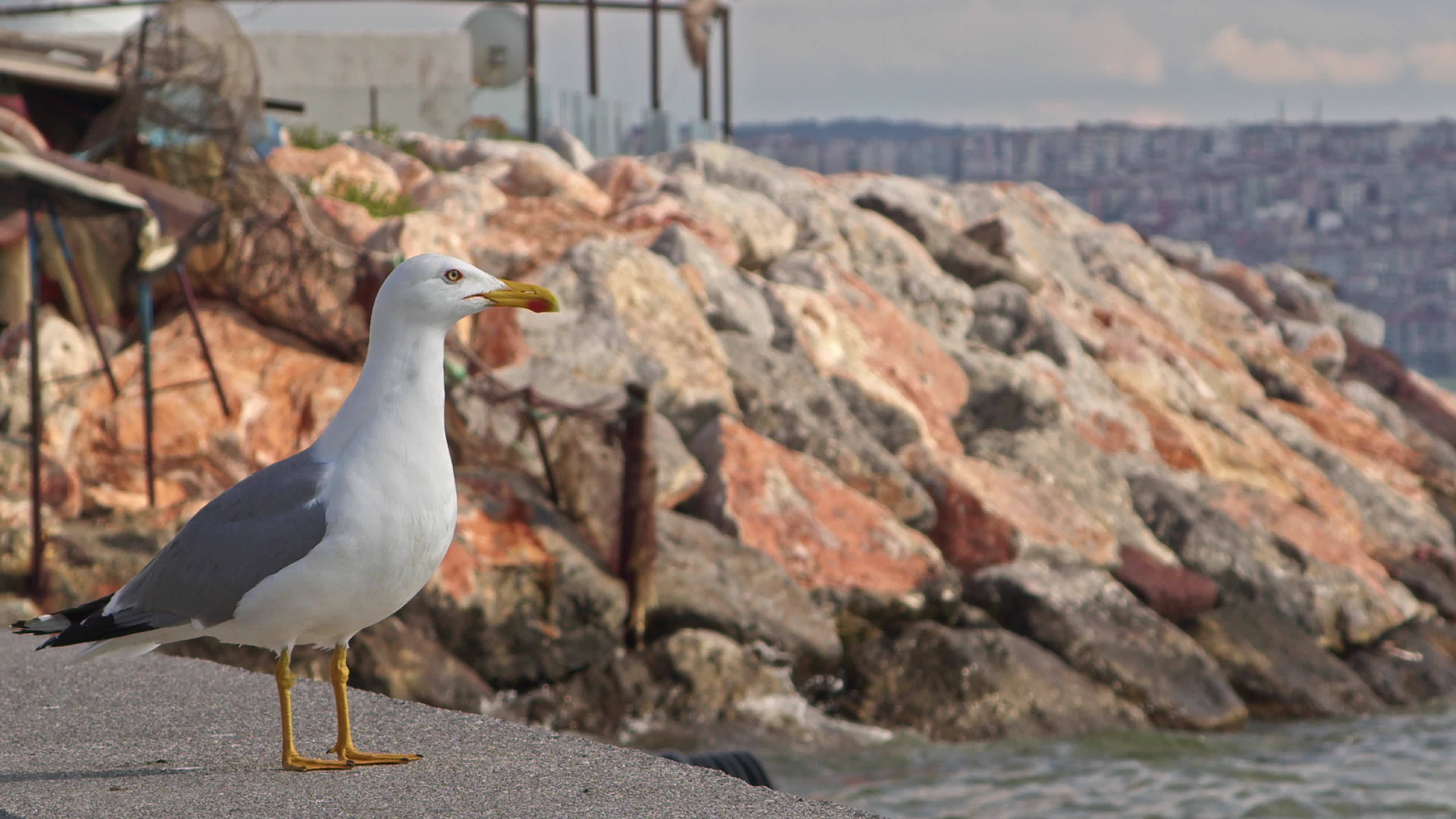 Seagull, Stock Video, Footage, Download, 3840x2160 4K Desktop