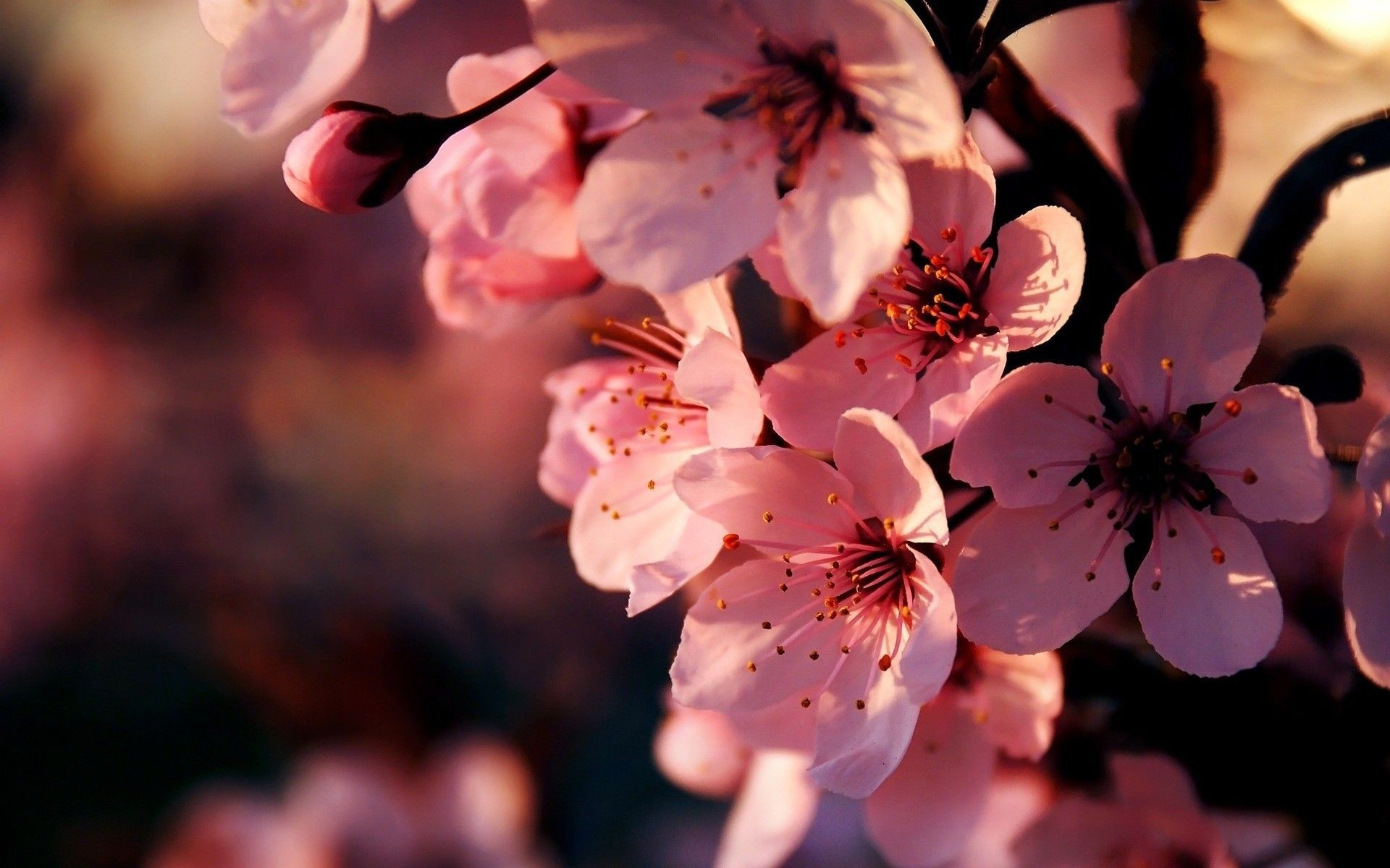 Pink sakura cherry blossoms, Flowering tree branch, Warm sunset glow, HD Desktop wallpaper
