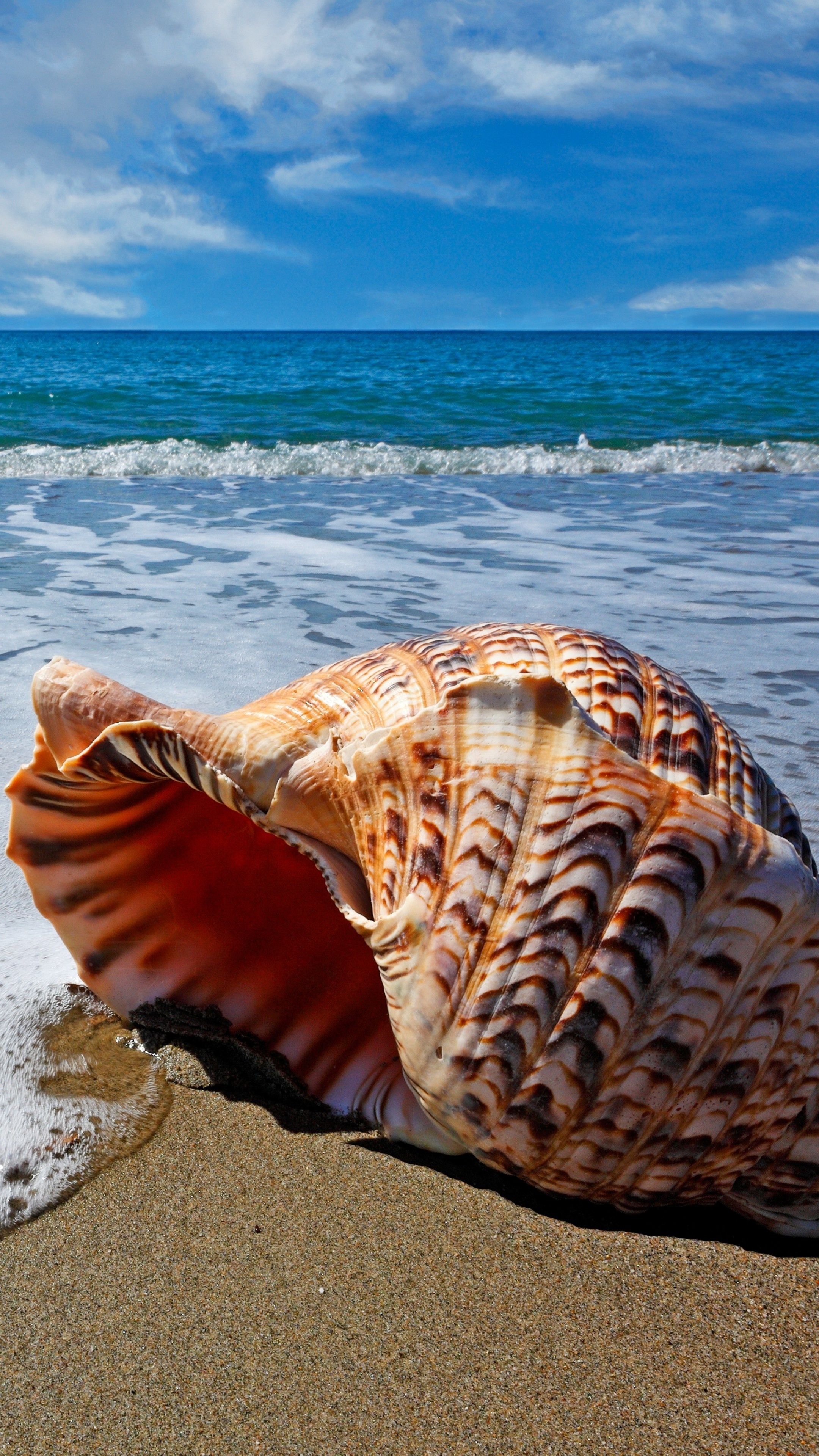 Beach Shell, Wallpaper, John Tremblay, Posted By, 2160x3840 4K Phone