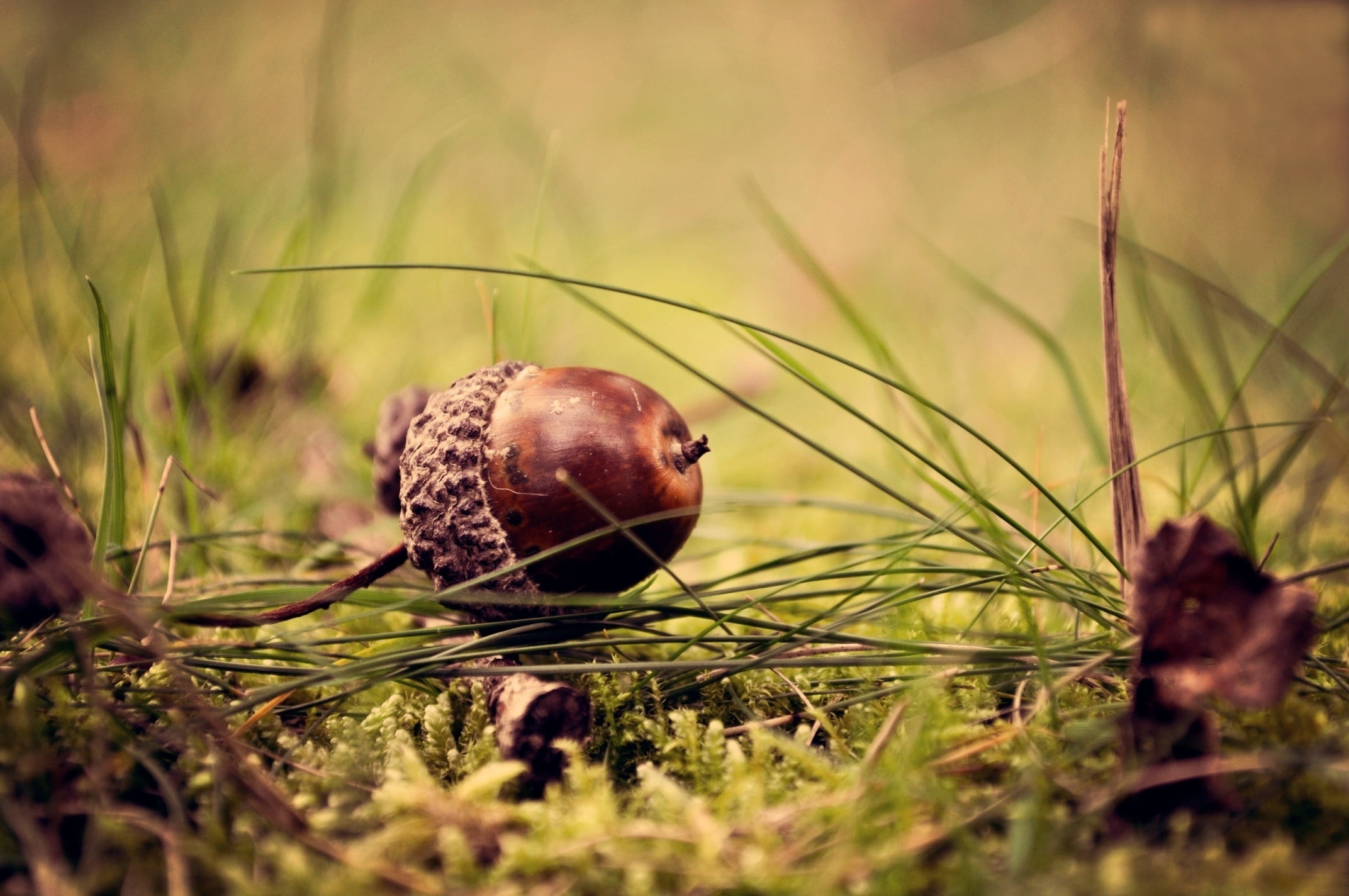 Acorn in auto focus, Lens photography, HD wallpaper, 2150x1430 HD Desktop