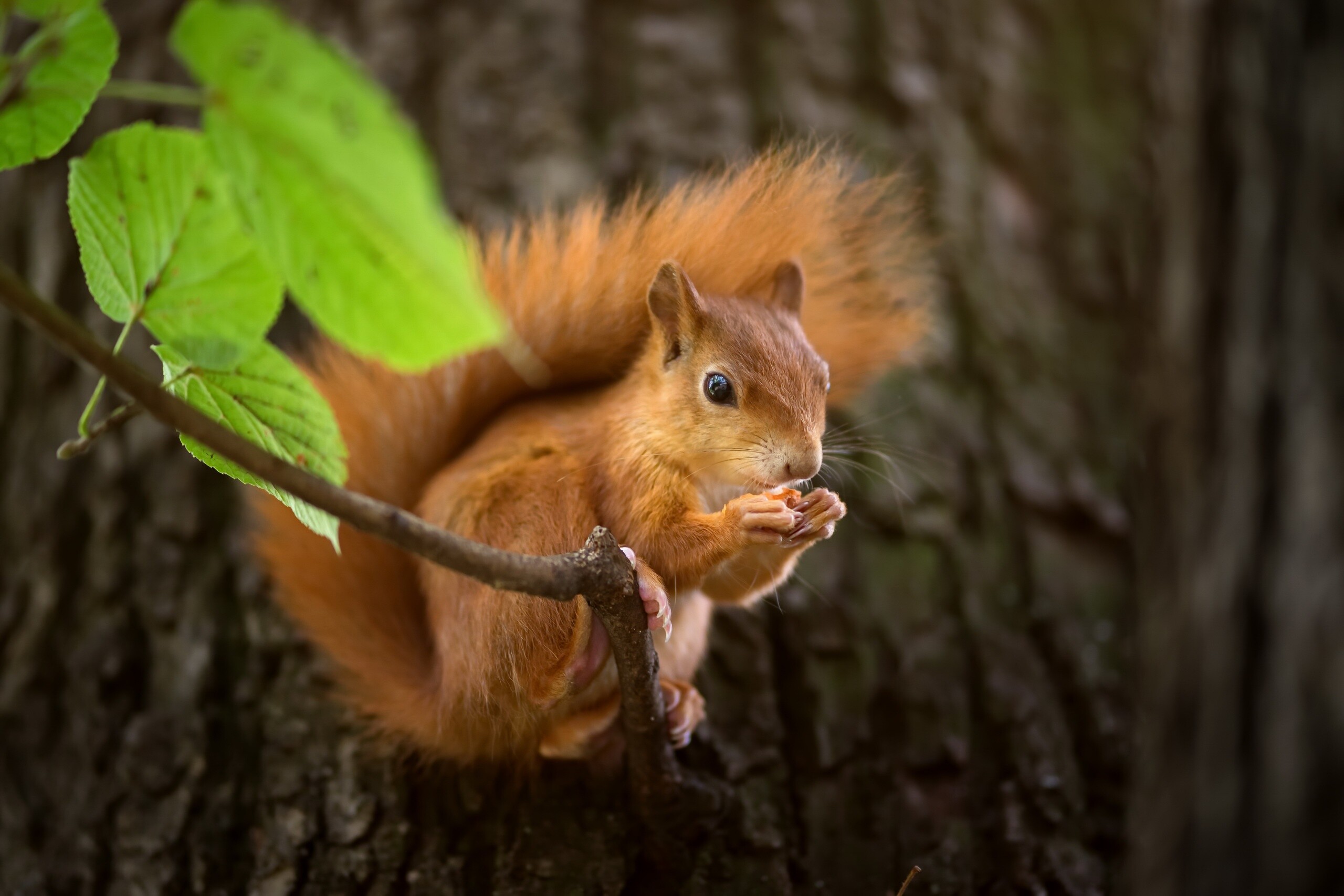 Squirrel, HD wallpaper, Playful nature, Curious eyes, 2560x1710 HD Desktop