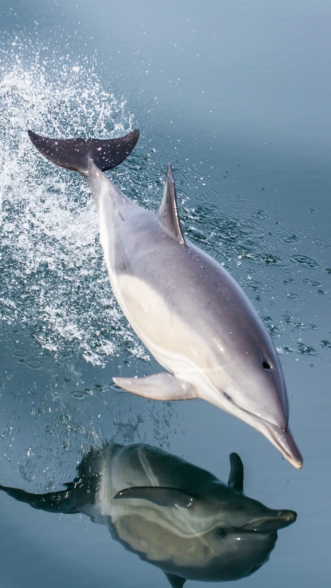 Reflection, Dolphins Wallpaper, 1080x1920 Full HD Phone