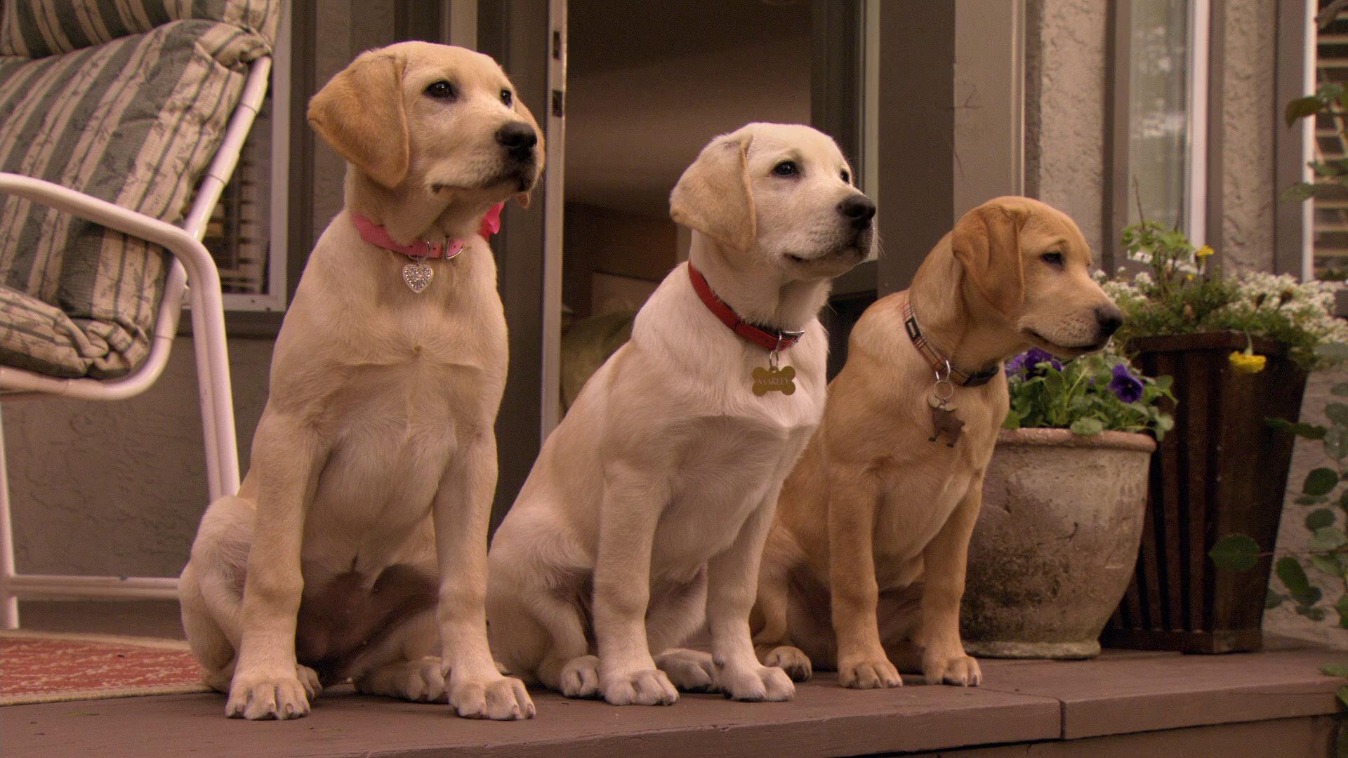 Marley and Me: The Puppy Years, Fun-filled adventure, Adorable puppies, Family-friendly, 1920x1080 Full HD Desktop