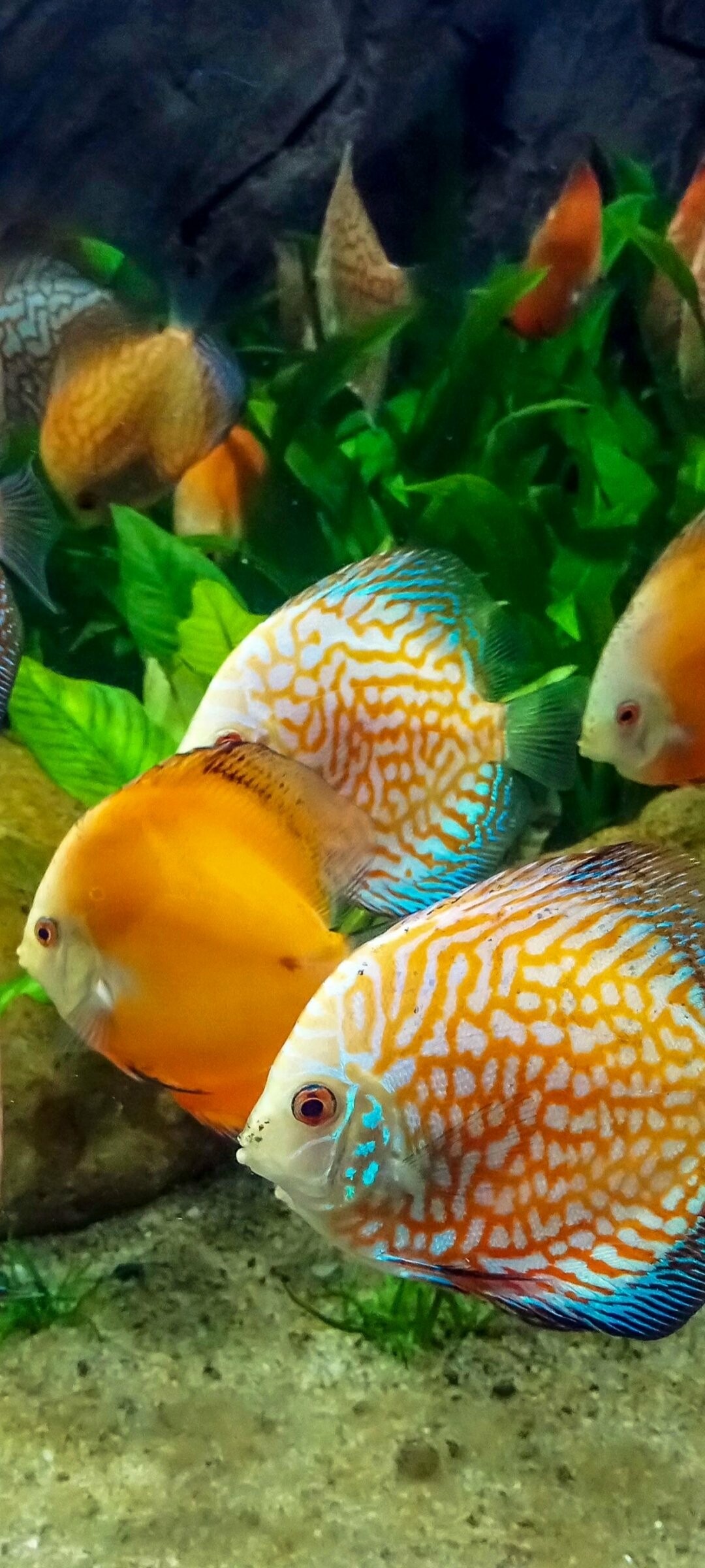 Animal fish, Underwater creatures, Oceanic wildlife, Beautiful marine life, 1080x2400 HD Phone