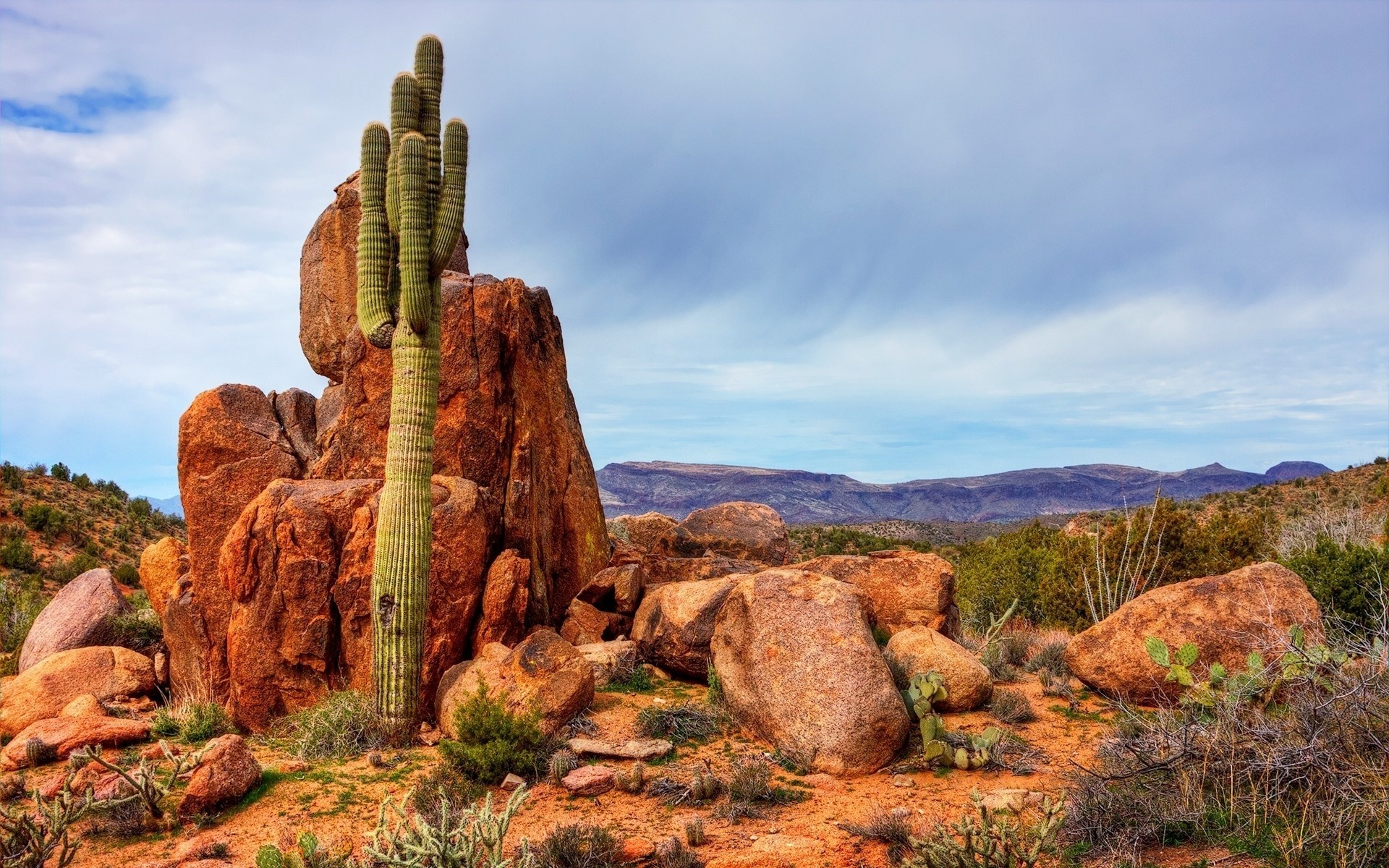 Nature's wonders, Cactus beauty, Wallpaper art, Natural landscapes, 1920x1200 HD Desktop