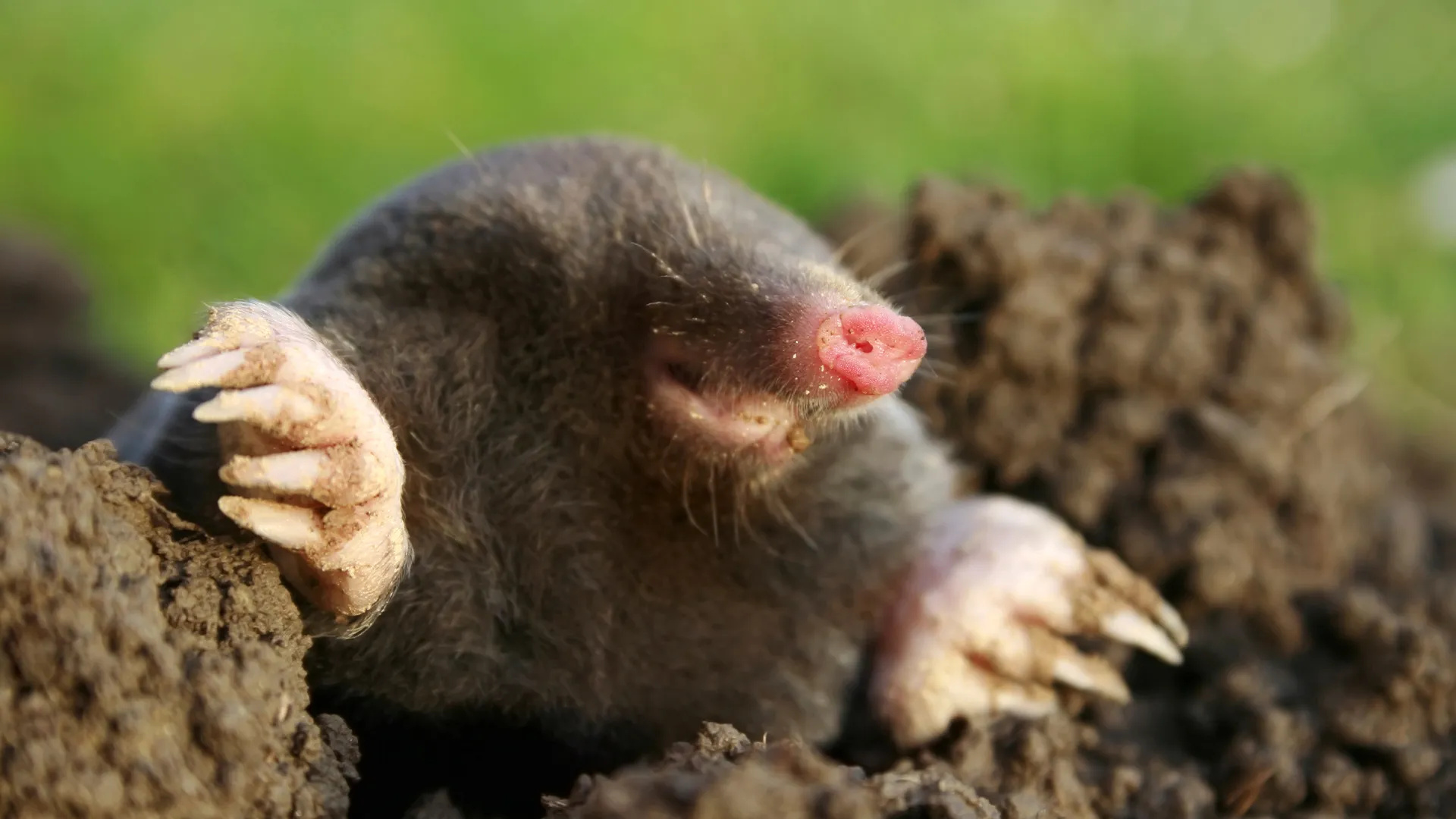 Mole elimination, Mole eradication, Mole control, Pest management, 1920x1080 Full HD Desktop