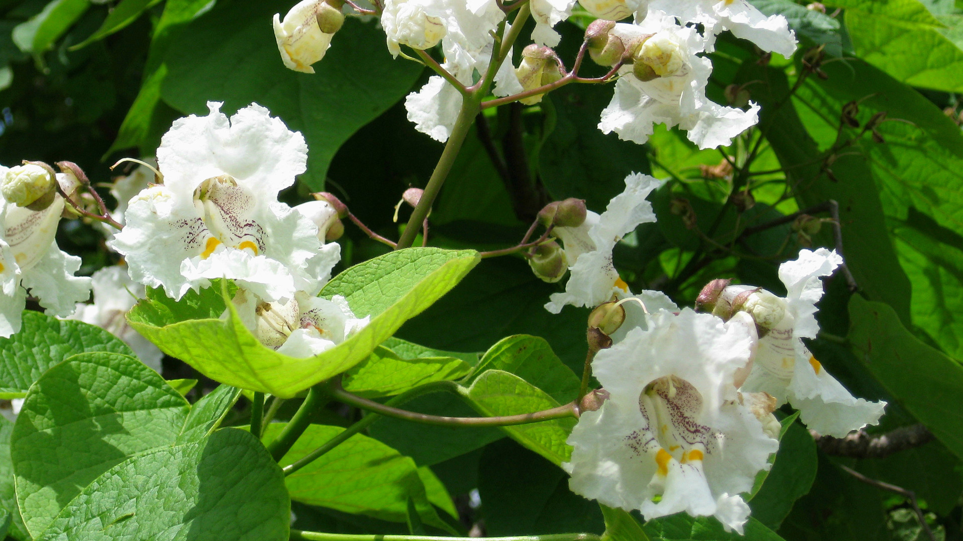 Favorite tree Friday, Northern catalpa, Arbor Day Blog, 1920x1080 Full HD Desktop