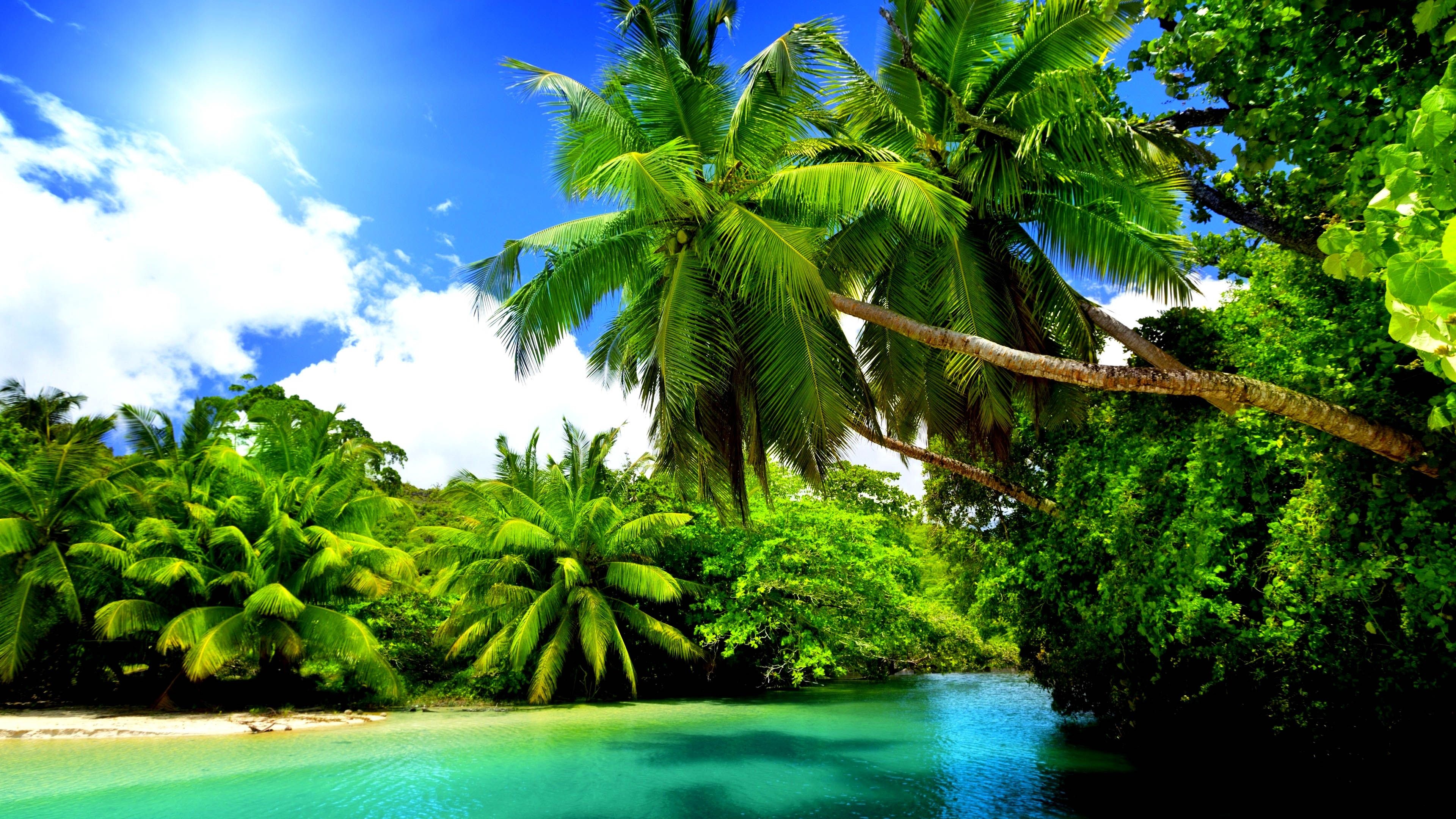 leaning coconut palm trees, turquoise tropical river, sunlit rainforest canopy, 4K Desktop wallpaper