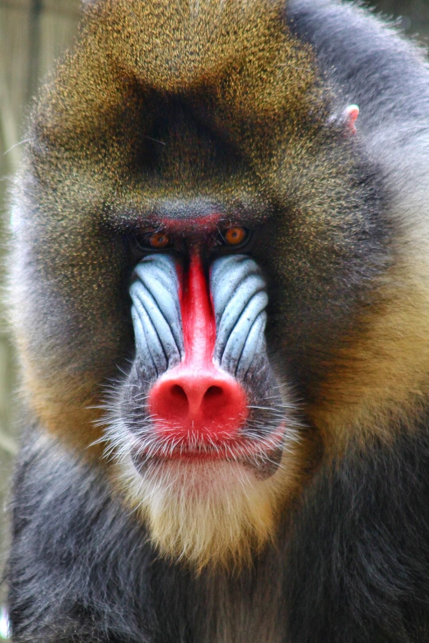 Mandrill baboon, Zoo animals, Captivating portraits, Animal kingdom, 1400x2100 HD Phone