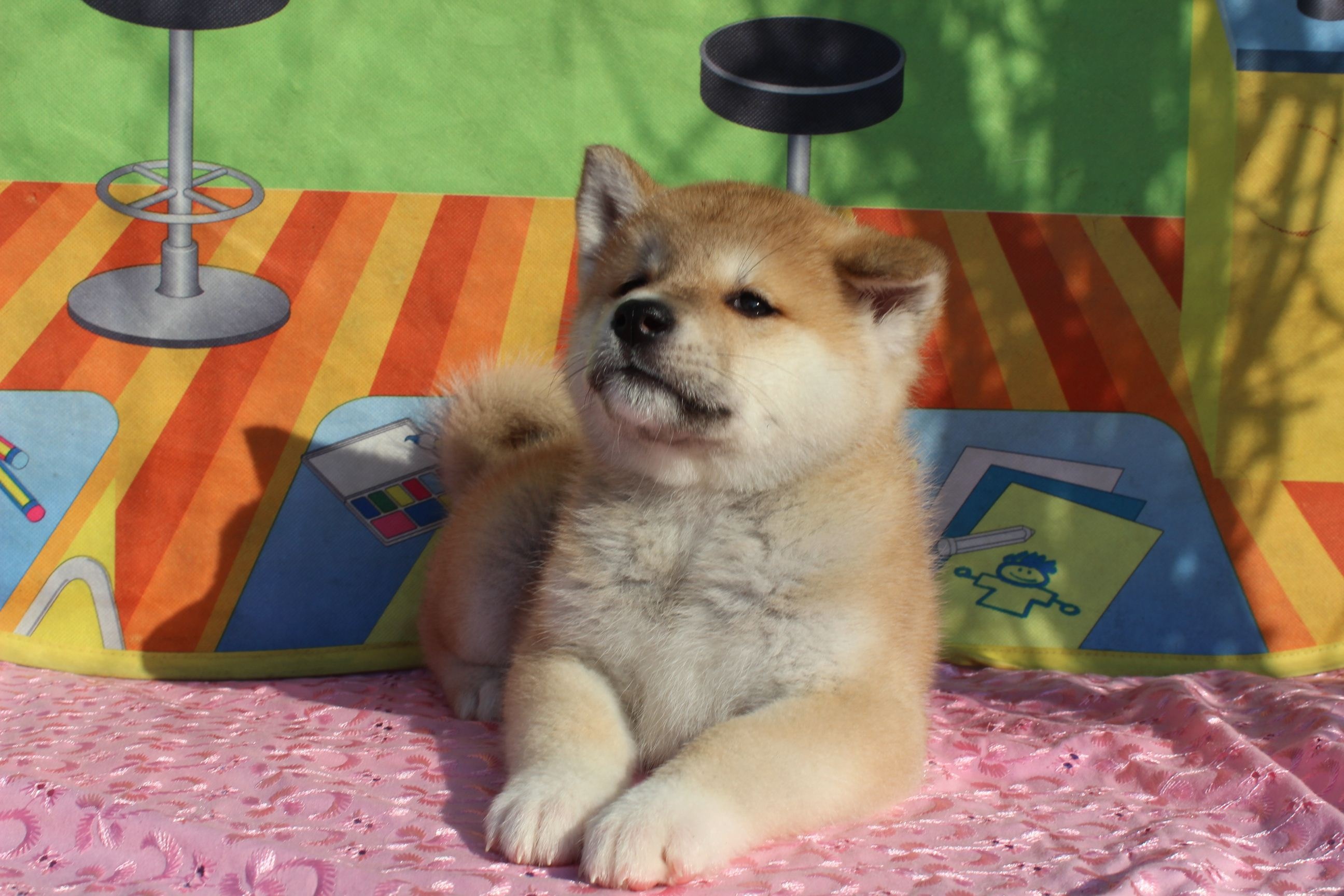 Akita inu puppy, lying on a blanket, 2600x1730 HD Desktop