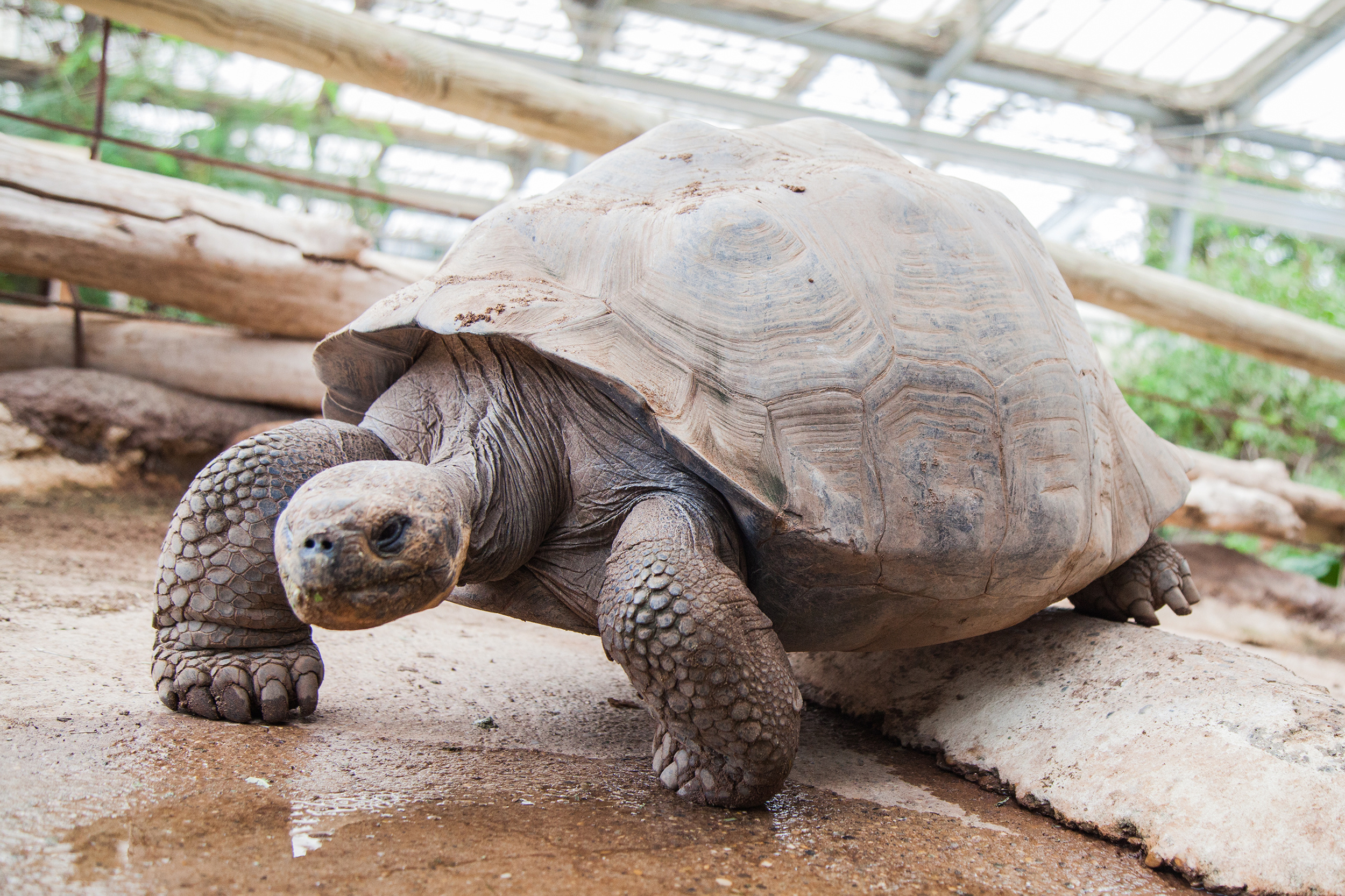 Aldabra Giant Tortoise, Bernard Ferme aux Crocodiles, Exotic wildlife, French sanctuary, 2500x1670 HD Desktop