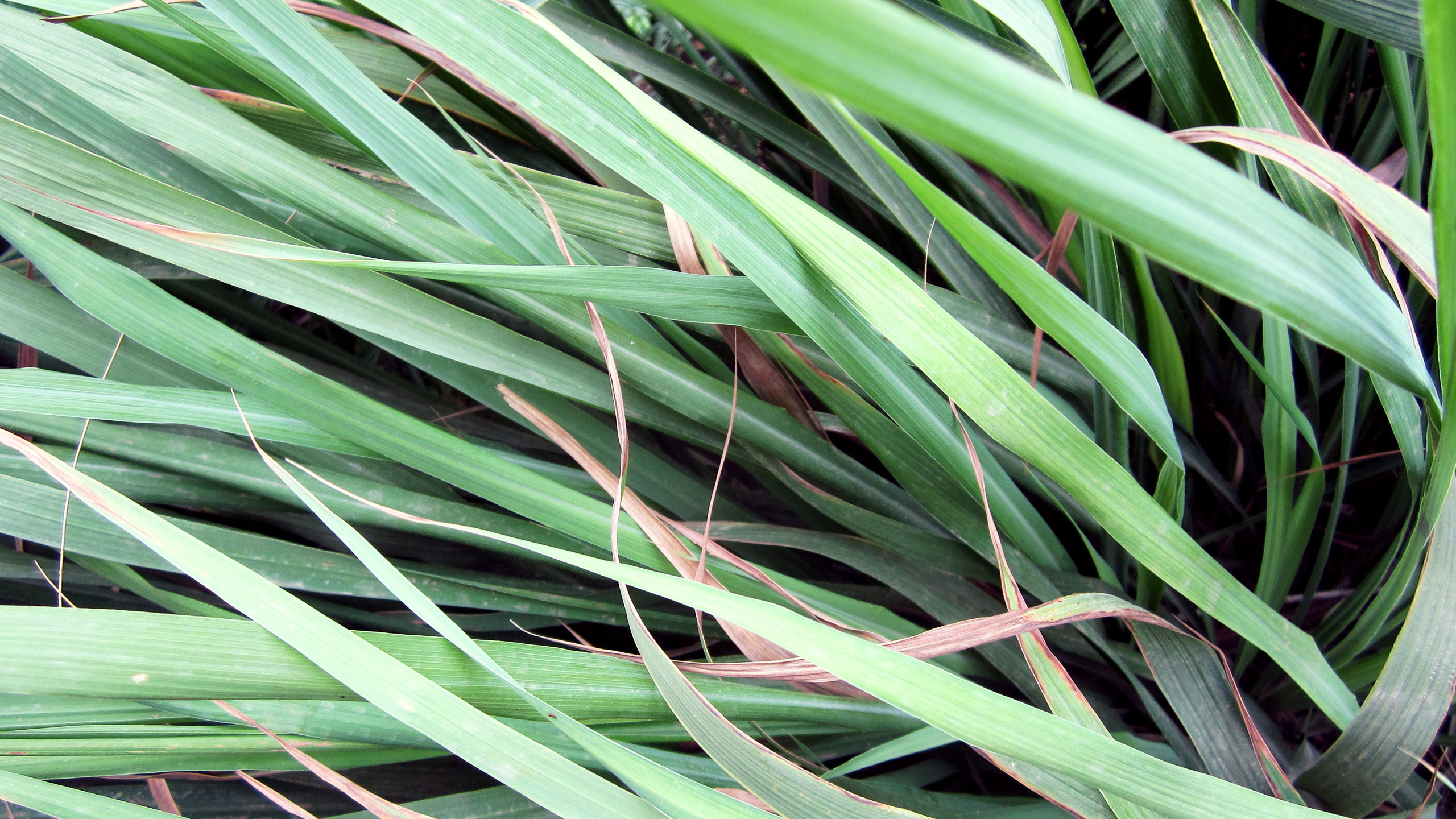 Lemongrass wallpapers, Nature's beauty, Calming scenes, Tranquil images, 2560x1440 HD Desktop