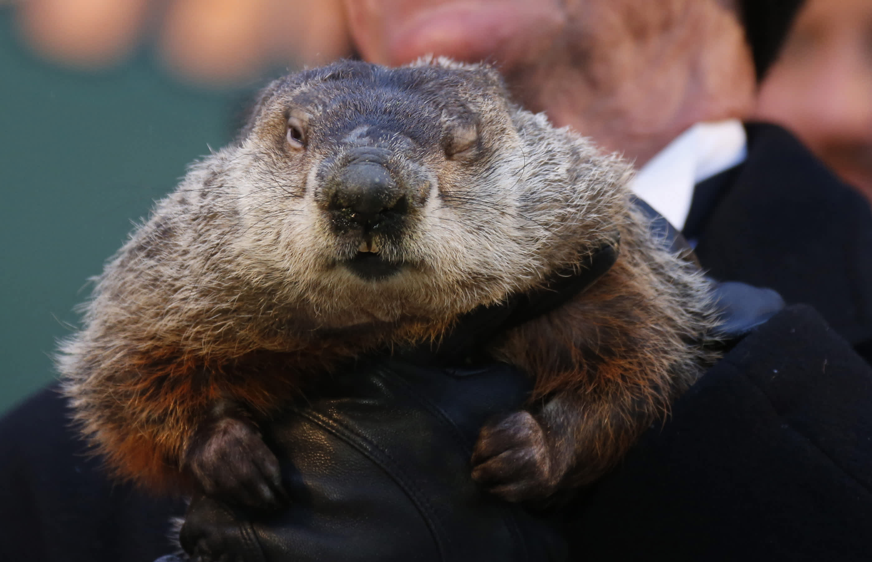 Groundhog, Bizarre traditions, Quirky celebrations, PennLive, 2800x1810 HD Desktop