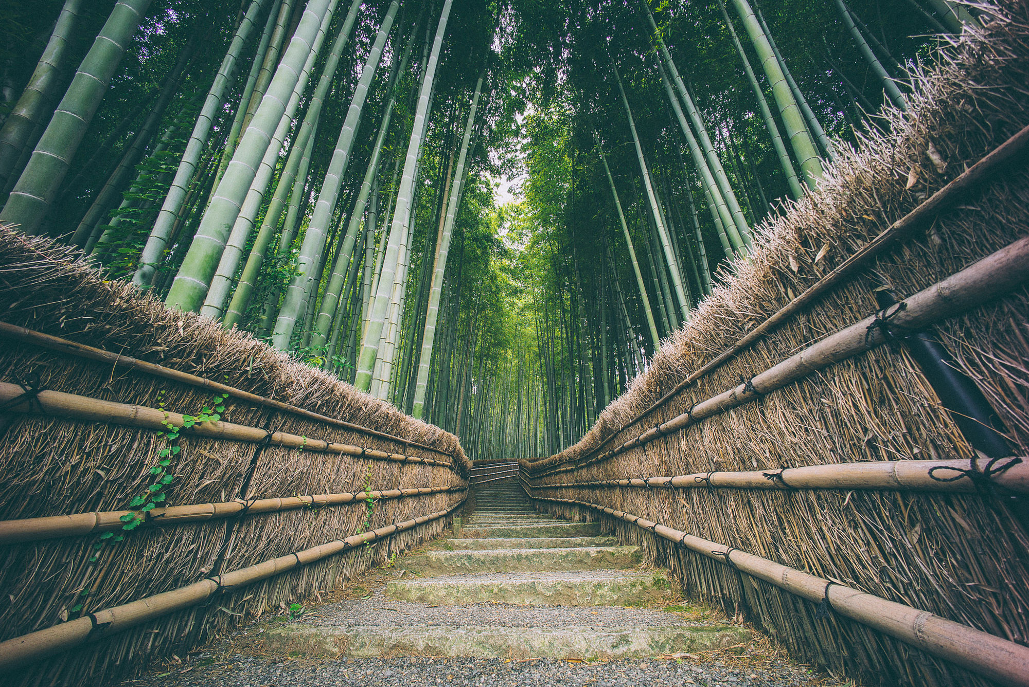 Arashiyama bamboo grove, Kyoto, Sagano path, Thatched fence, Green canopy, HD Desktop wallpaper