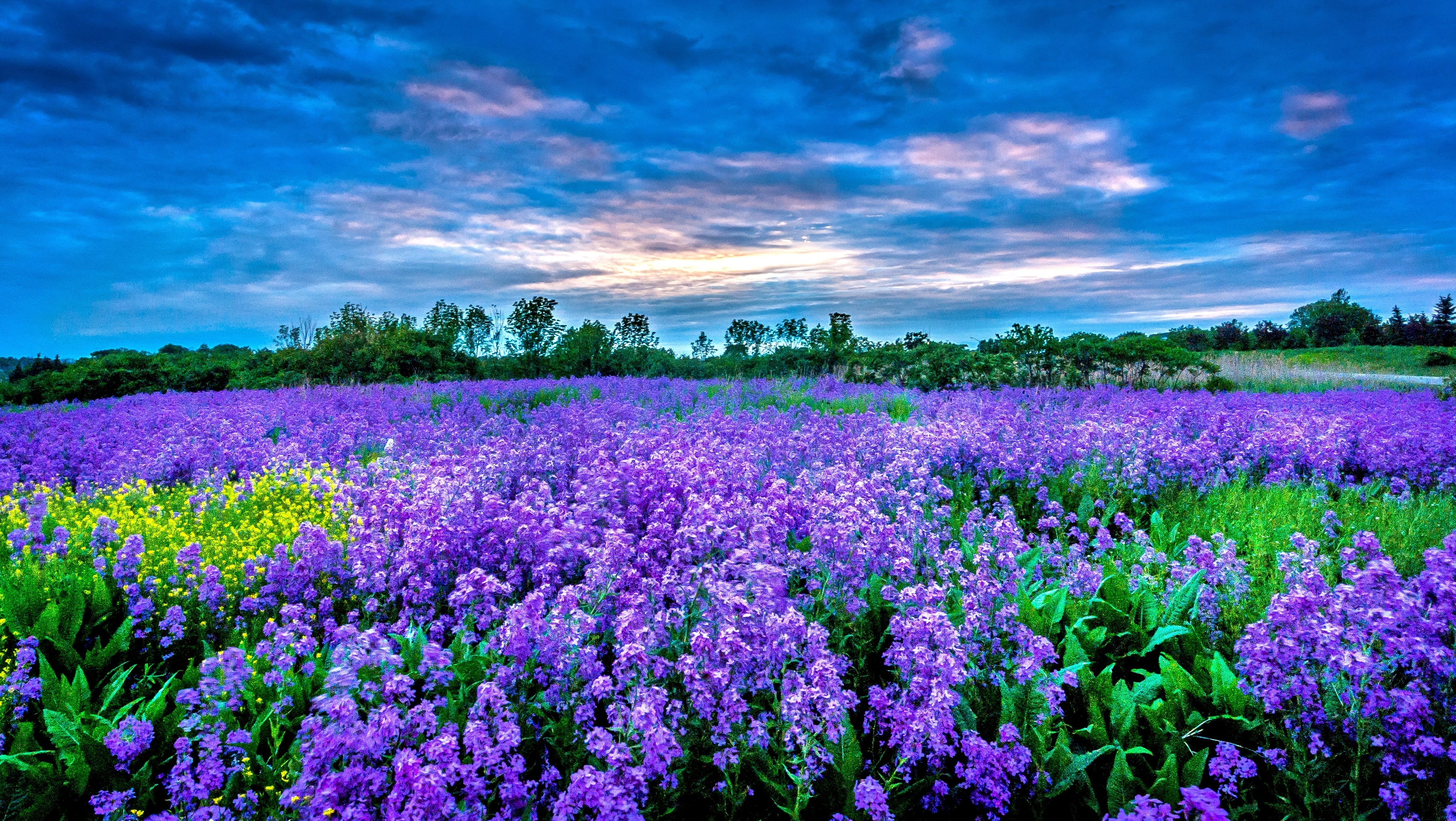 Purple flower field, Calming ambiance, Petal perfection, Lavender hues, 3610x2040 HD Desktop