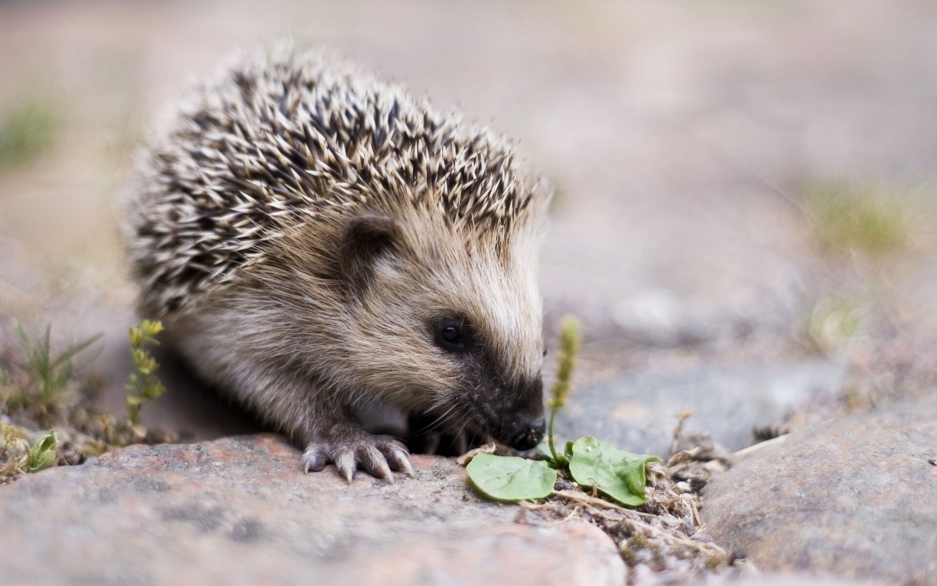 Hedgehog, Wonderful hedgehog wonders, Nature's cutest creations, 1920x1200 HD Desktop