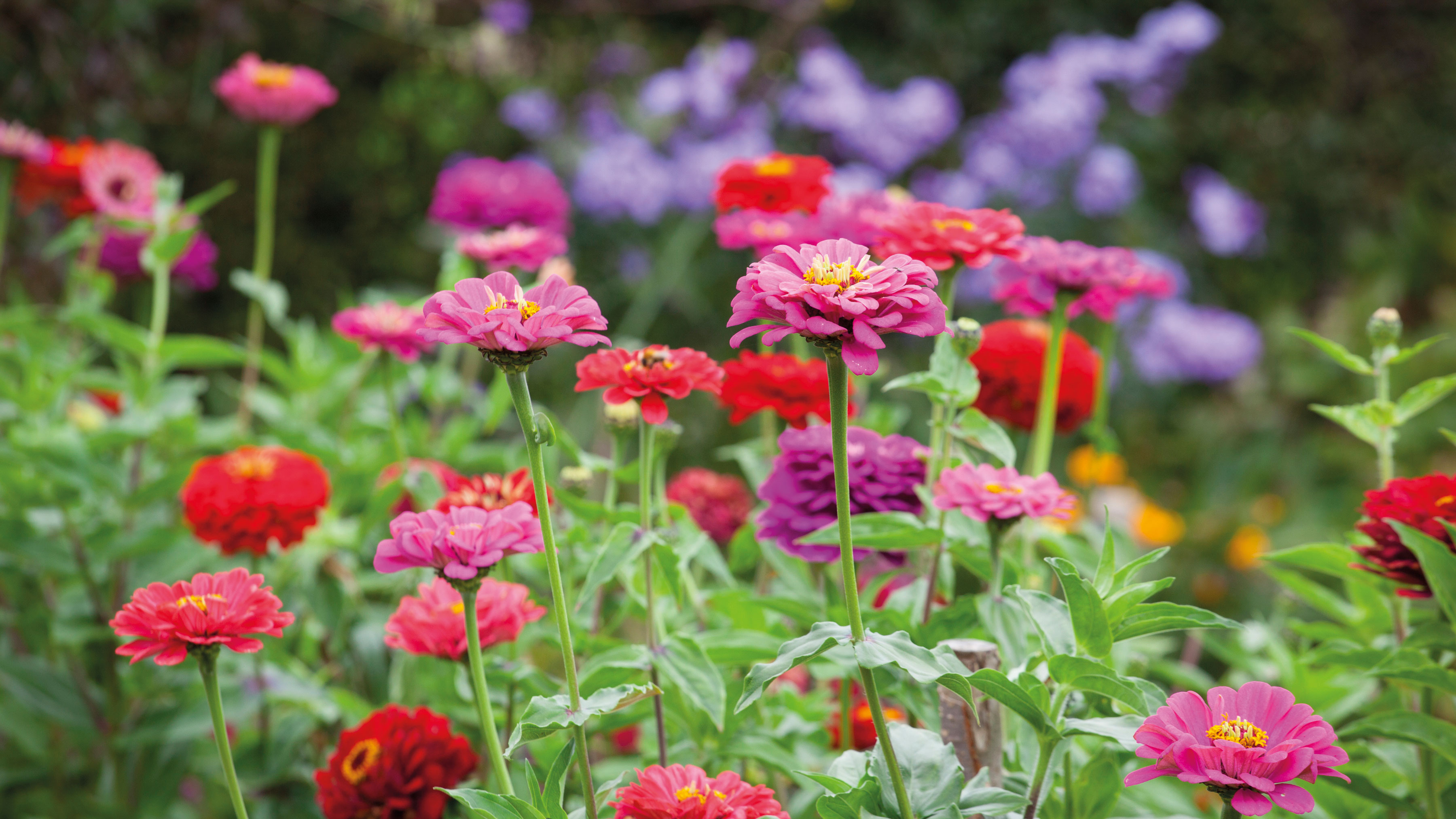 Zinnia elegans, pink and red zinnias, blooming flower garden, HD Desktop wallpaper
