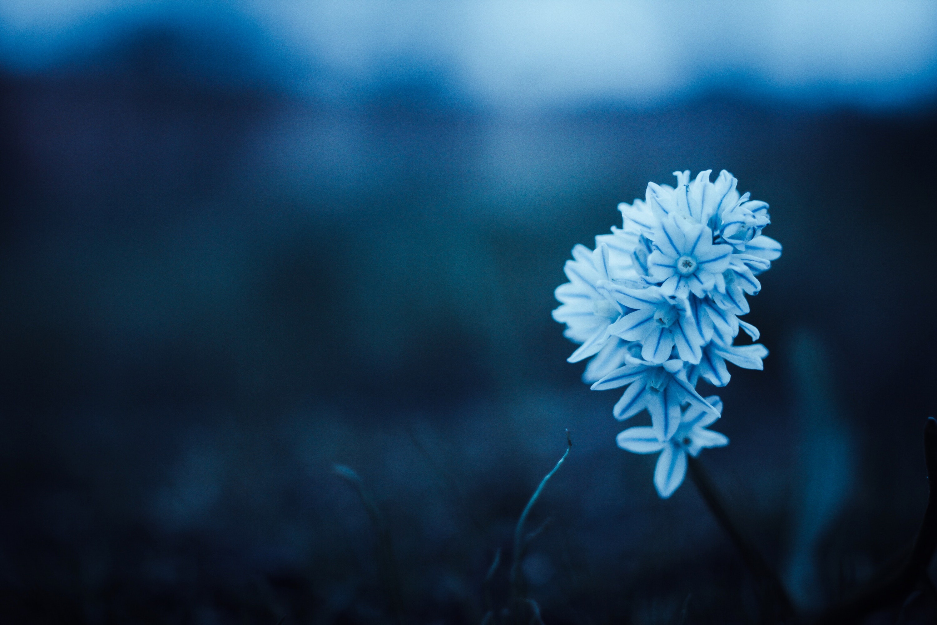 Flower, Blue Wallpaper, 3000x2000 HD Desktop