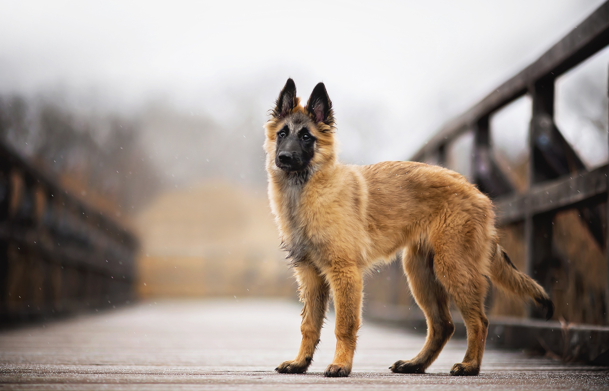 Puppy, Belgian Tervuren Wallpaper, 2050x1320 HD Desktop