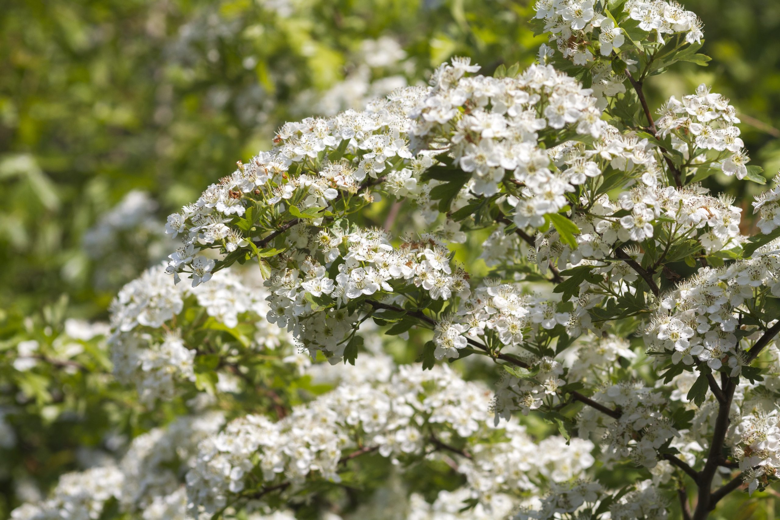 Hawthorn Tree Nature, May Tree, Hawthorn Shines, Spring Tree, 2560x1710 HD Desktop