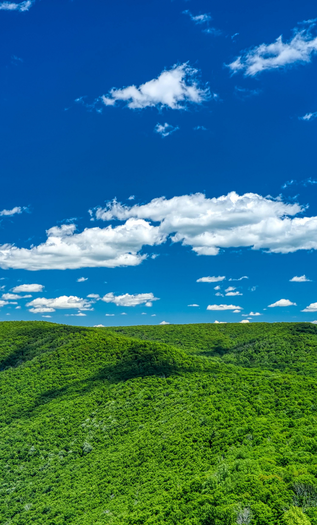 Lush forested hills, White cumulus clouds, Vibrant blue sky, HD Phone wallpaper
