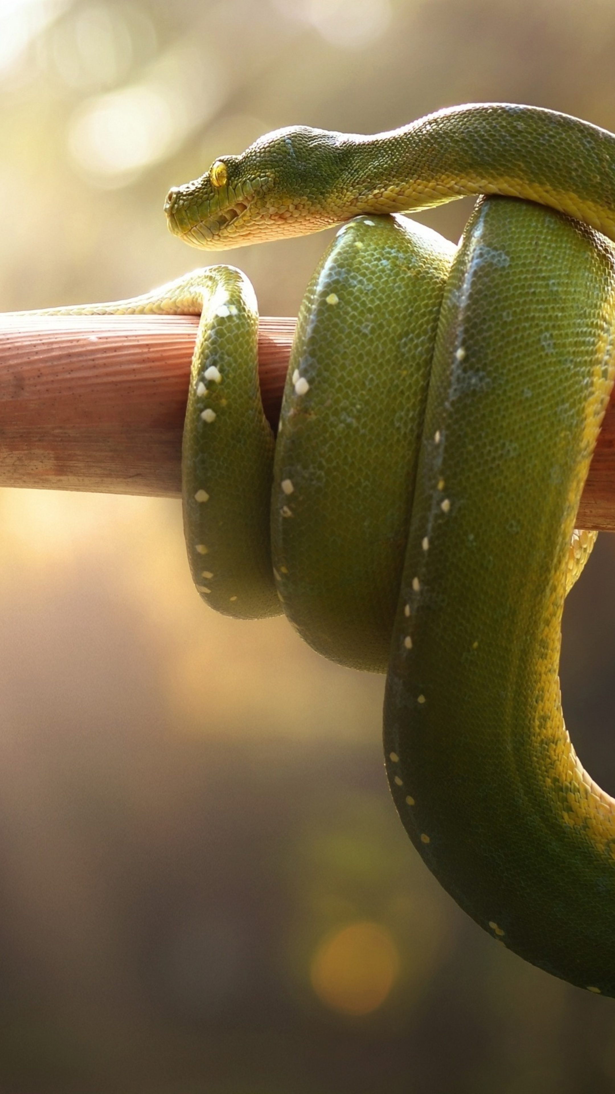 Boa Green Snake, Xperia HD Wallpapers, Premium 4K Images, Sony Xperia, 2160x3840 4K Phone