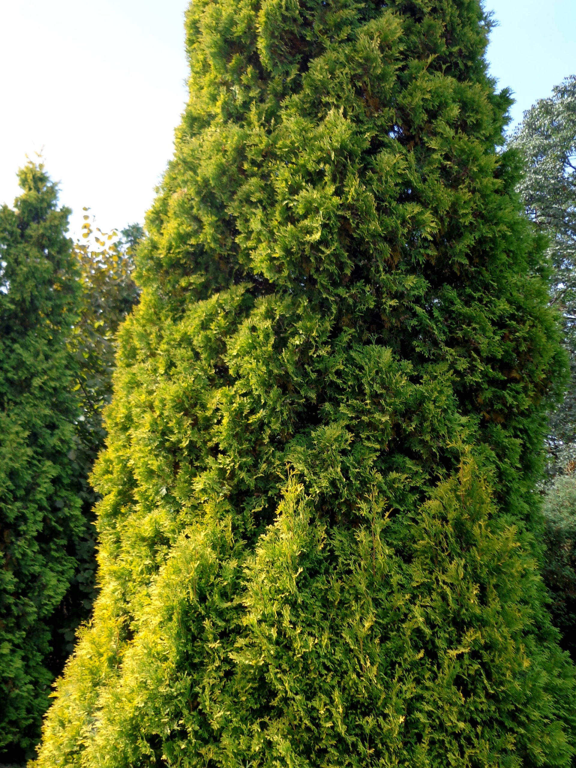 Tall cypress, Fir needle, Free pics, CC by license, 1920x2560 HD Phone