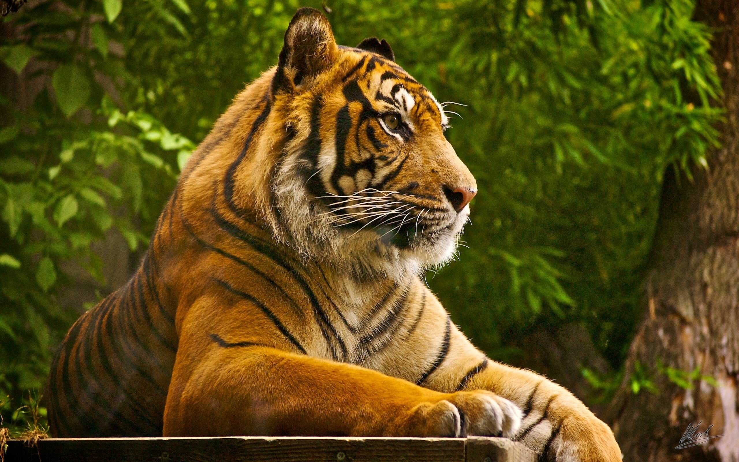 Tiger in HD, Desktop beauty, Striking wallpaper, Captivating image, 2560x1600 HD Desktop