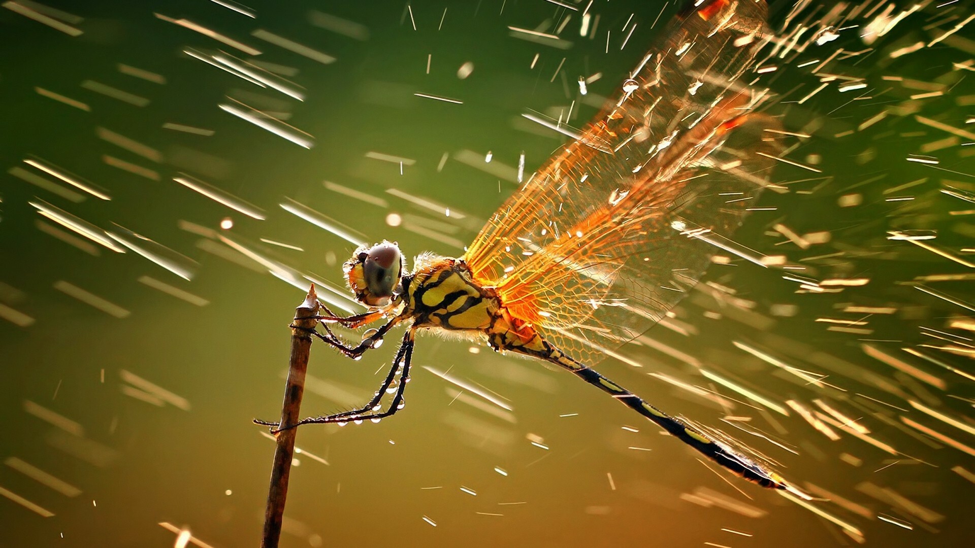 Dragonfly, National Geographic Wallpaper, 1920x1080 Full HD Desktop