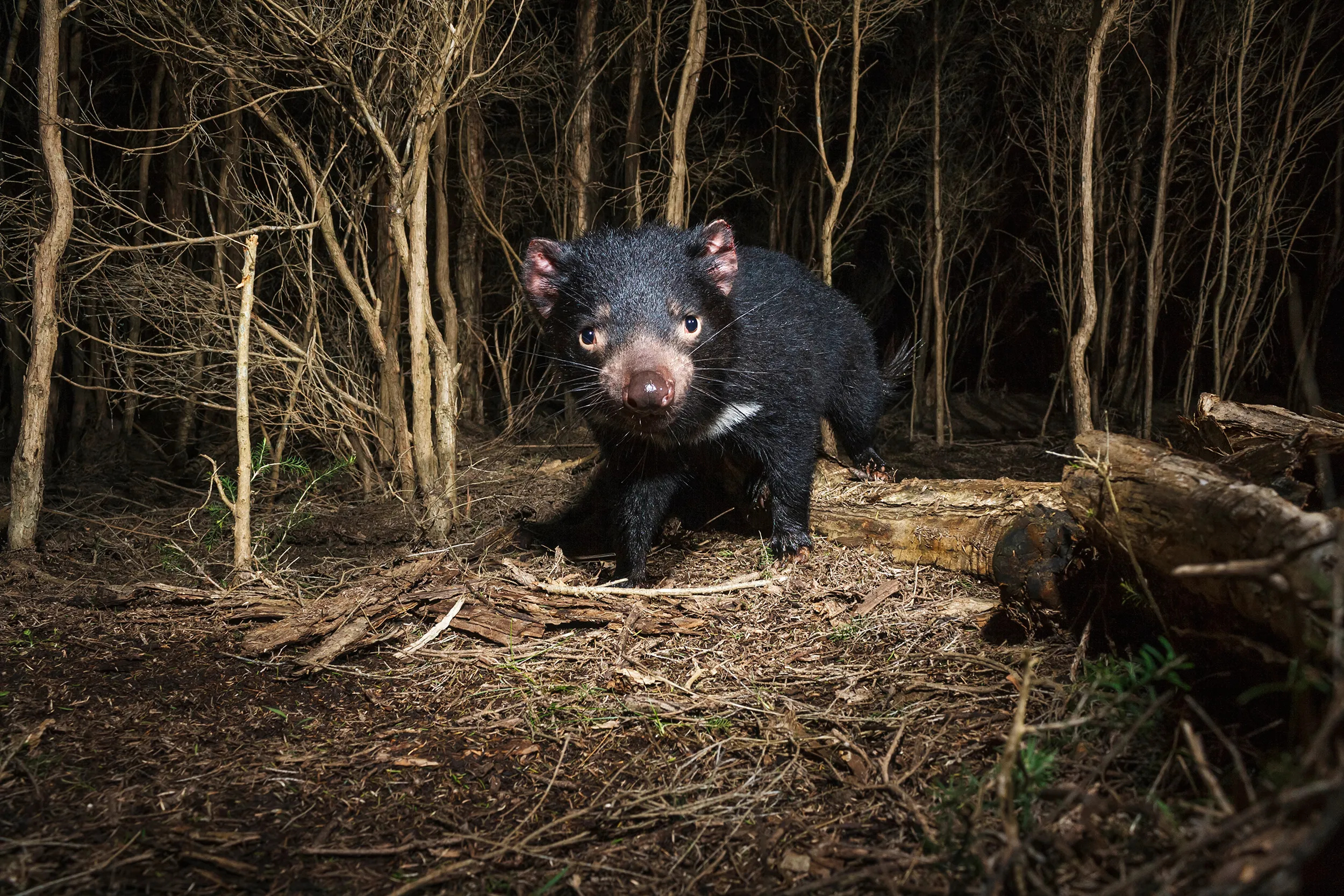 Tasmanian Devil genetics, Devil's fight against cancer, Wired article, Cancer research, 2500x1670 HD Desktop