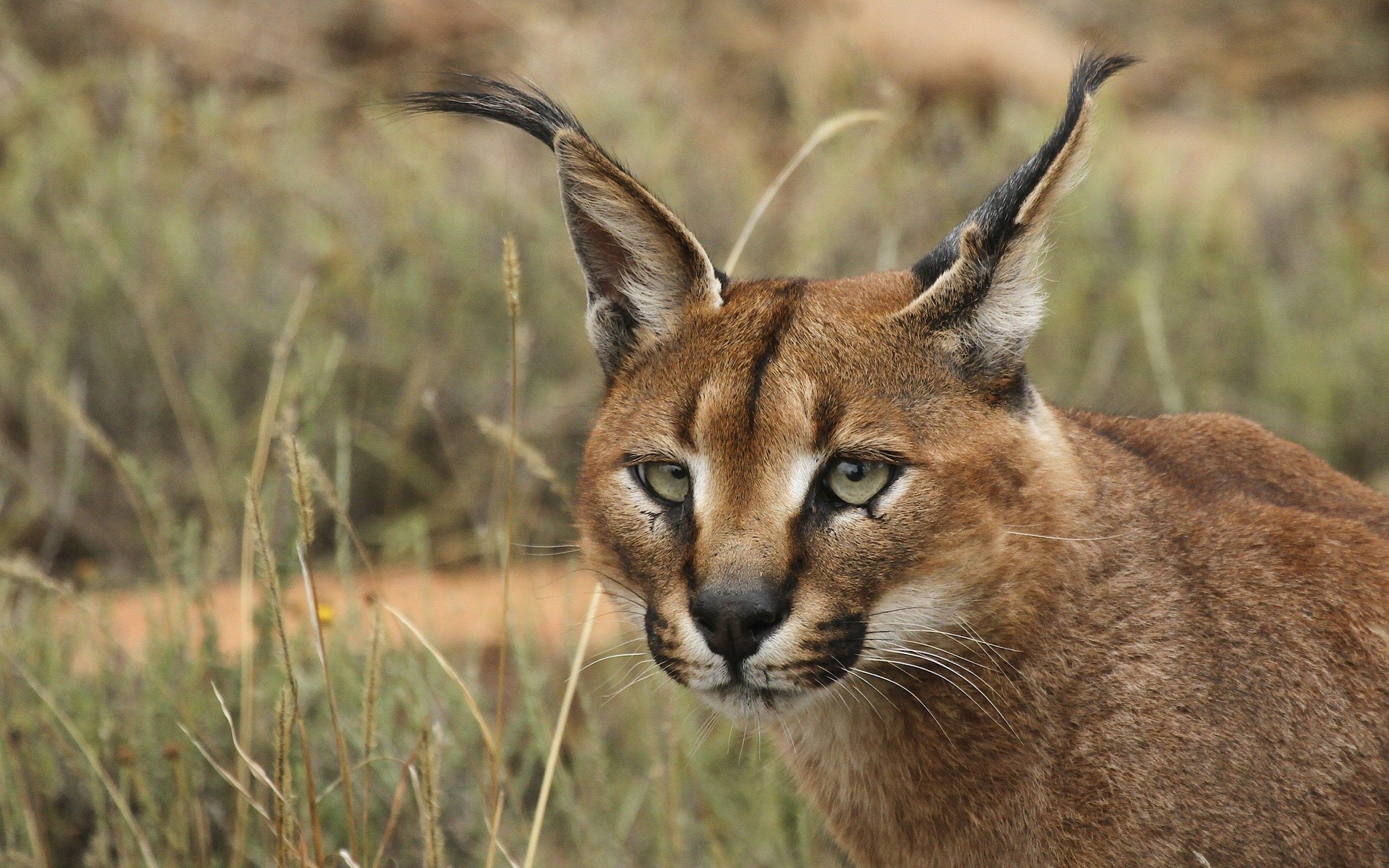 Caracal, Wild animal, Cat, 2560x1600 HD Desktop