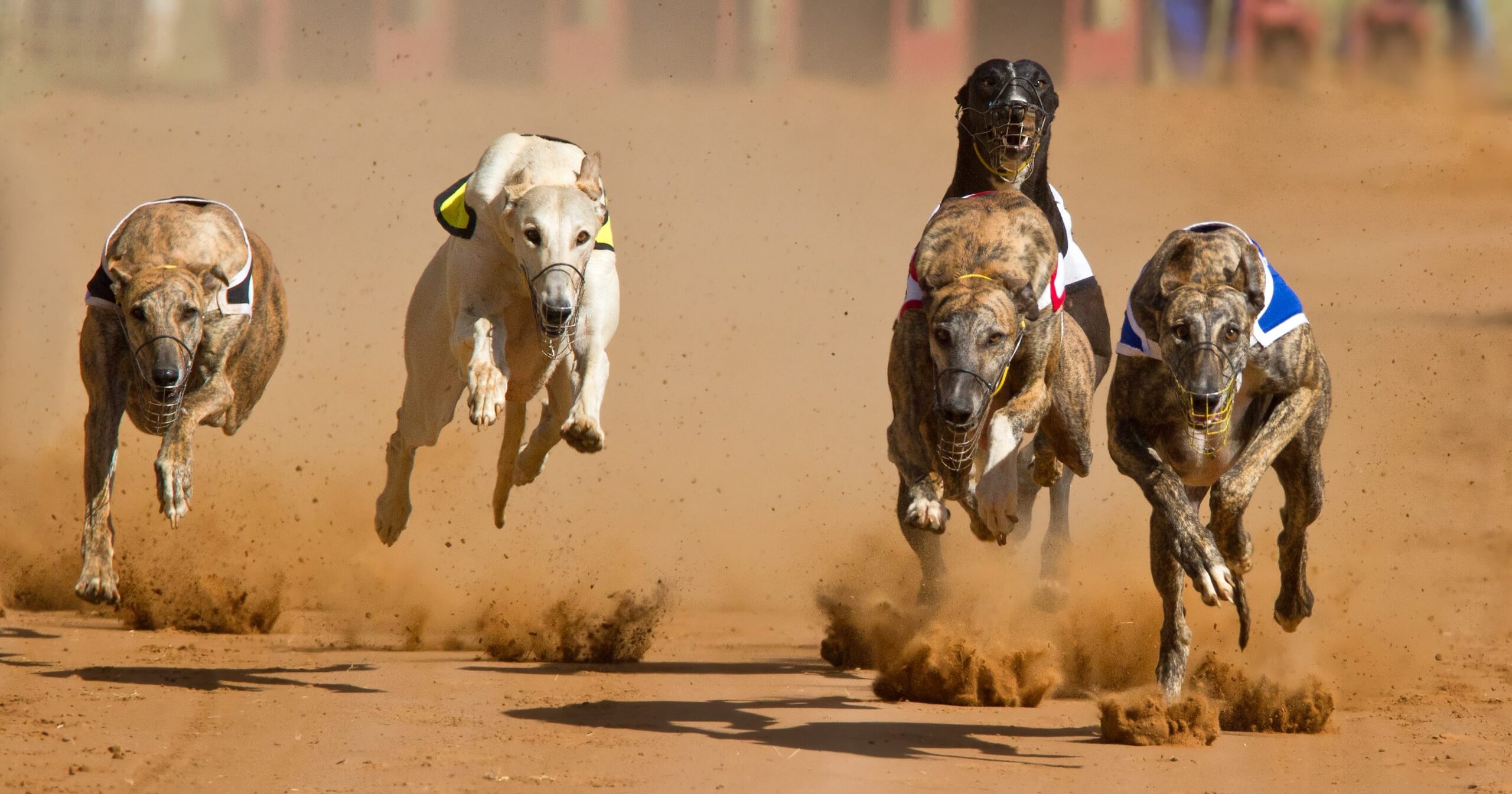 Racing Greyhounds, Dog Sports Wallpaper, 2560x1350 HD Desktop