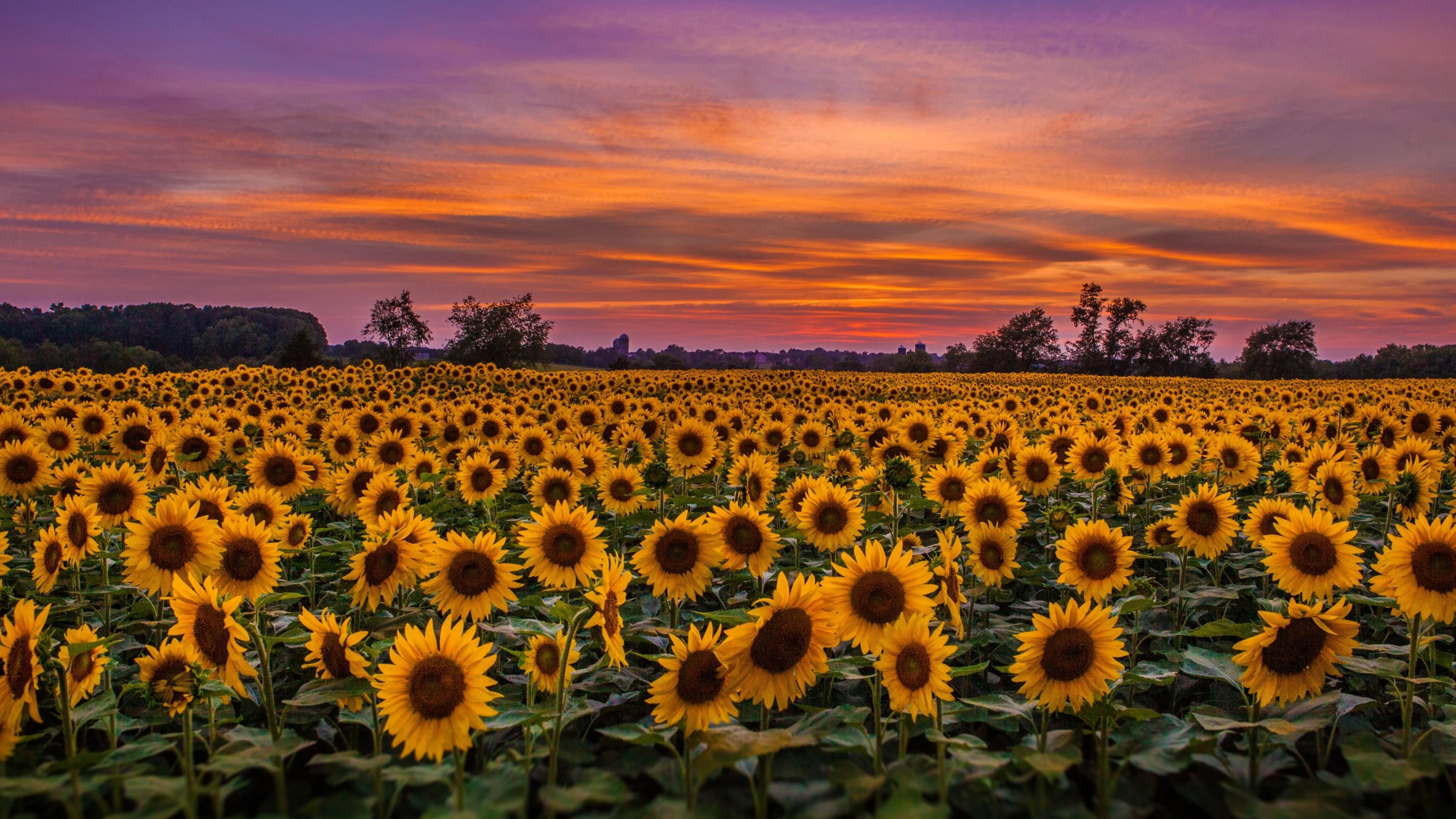 Stunning sunflowers, 4K wallpaper, 3840x2160 4K Desktop