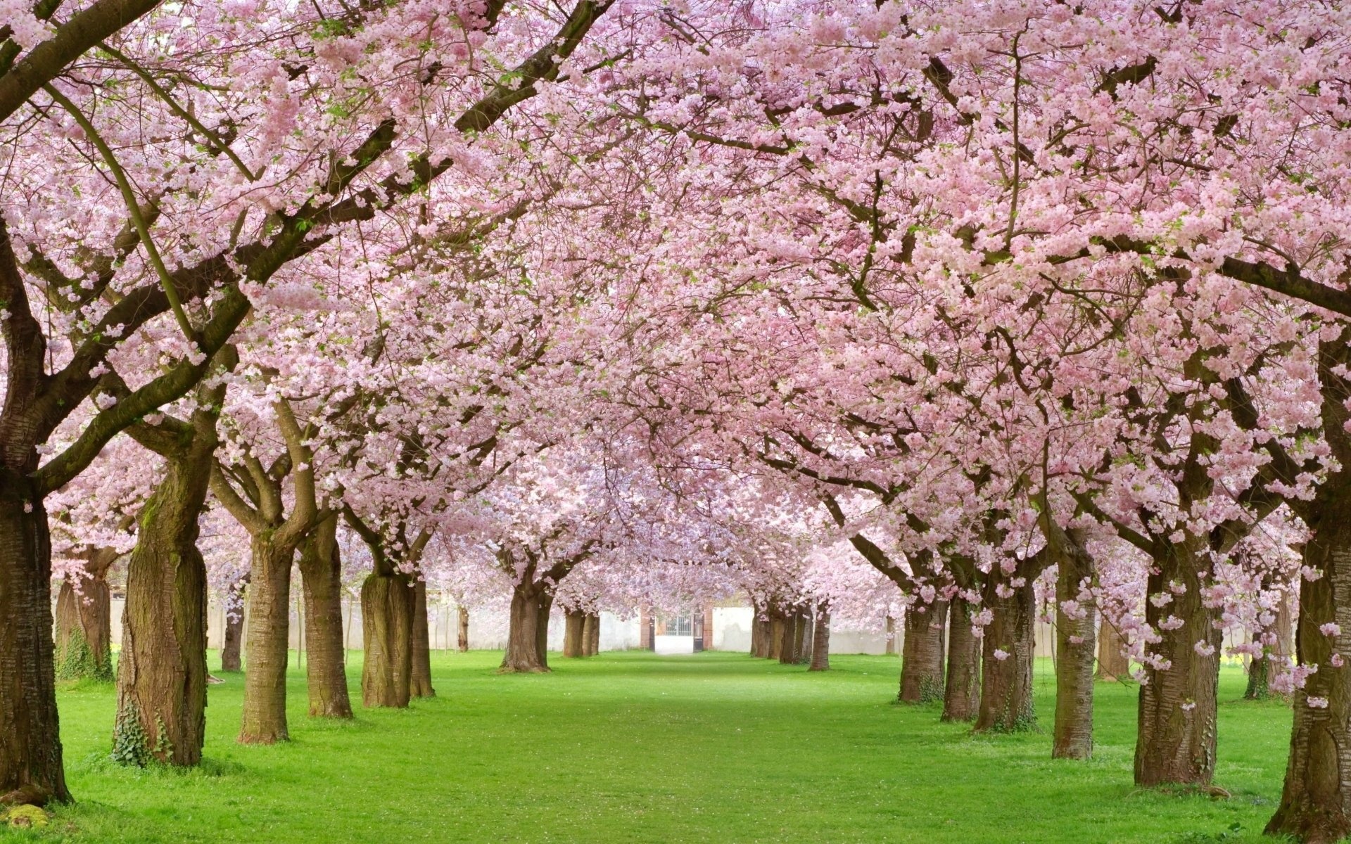 Blooming sakura tree canopy, Cherry blossom tree avenue, Lush green lawn, HD Desktop wallpaper