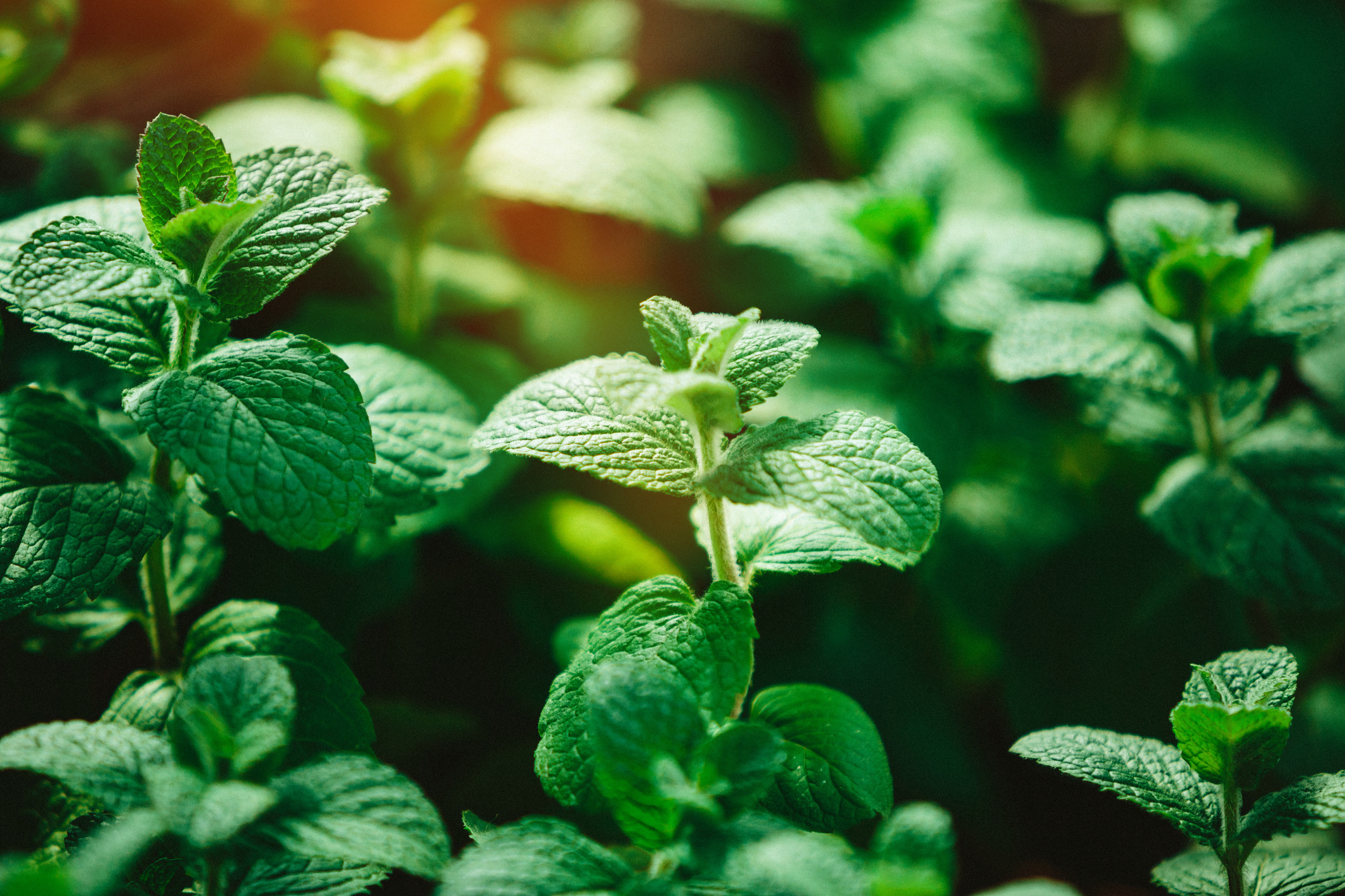 Comprehensive guide, Peppermint, Growing tips, Herbal uses, 2130x1420 HD Desktop