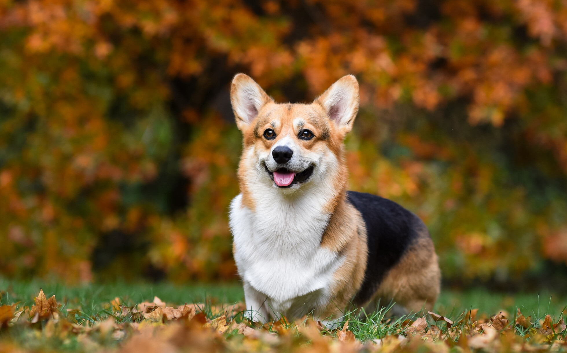 Corgi care guide, Personality, History, Training, 1960x1220 HD Desktop