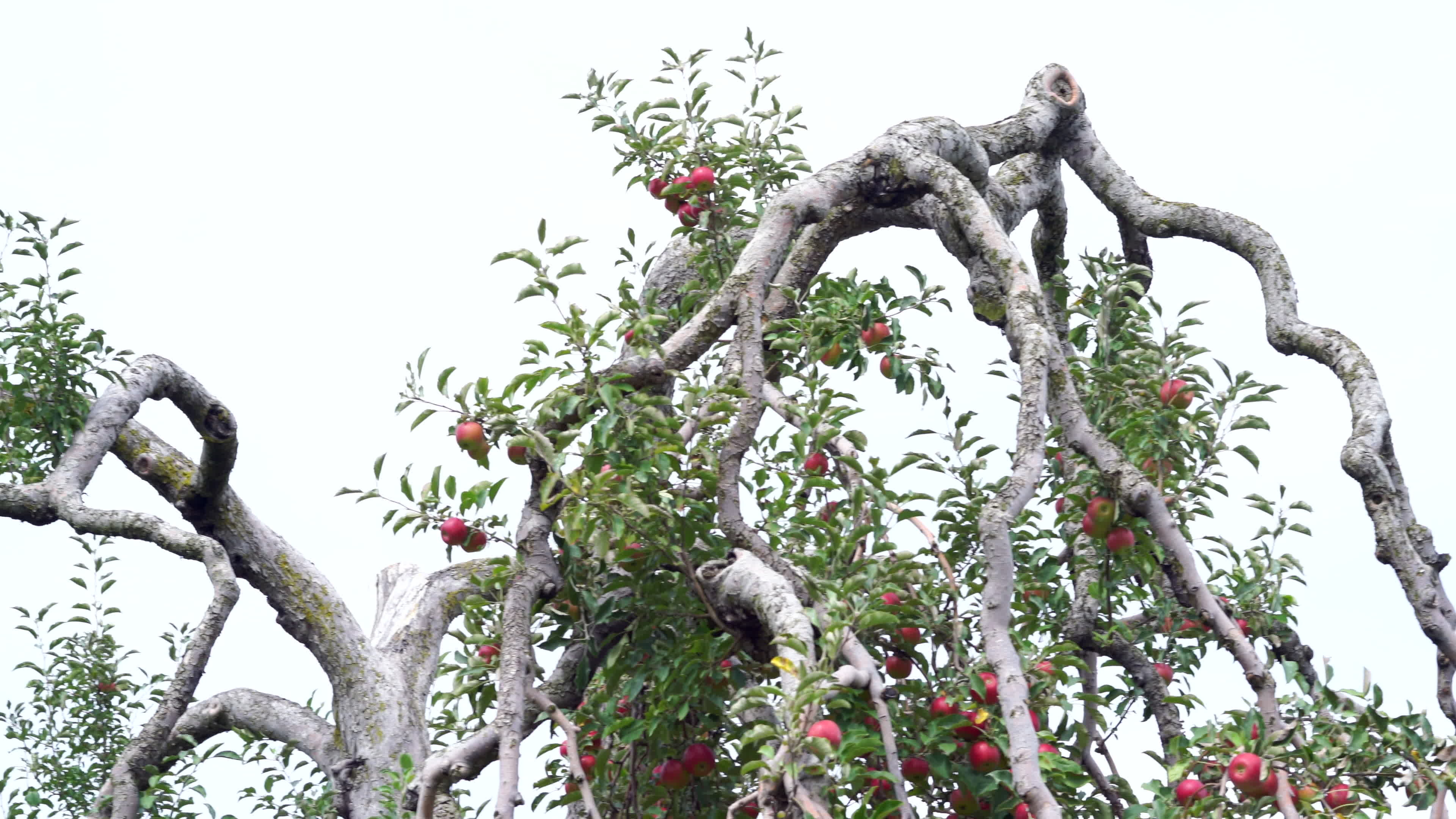 Red Jonathan, Apple Trees Wallpaper, 3840x2160 4K Desktop