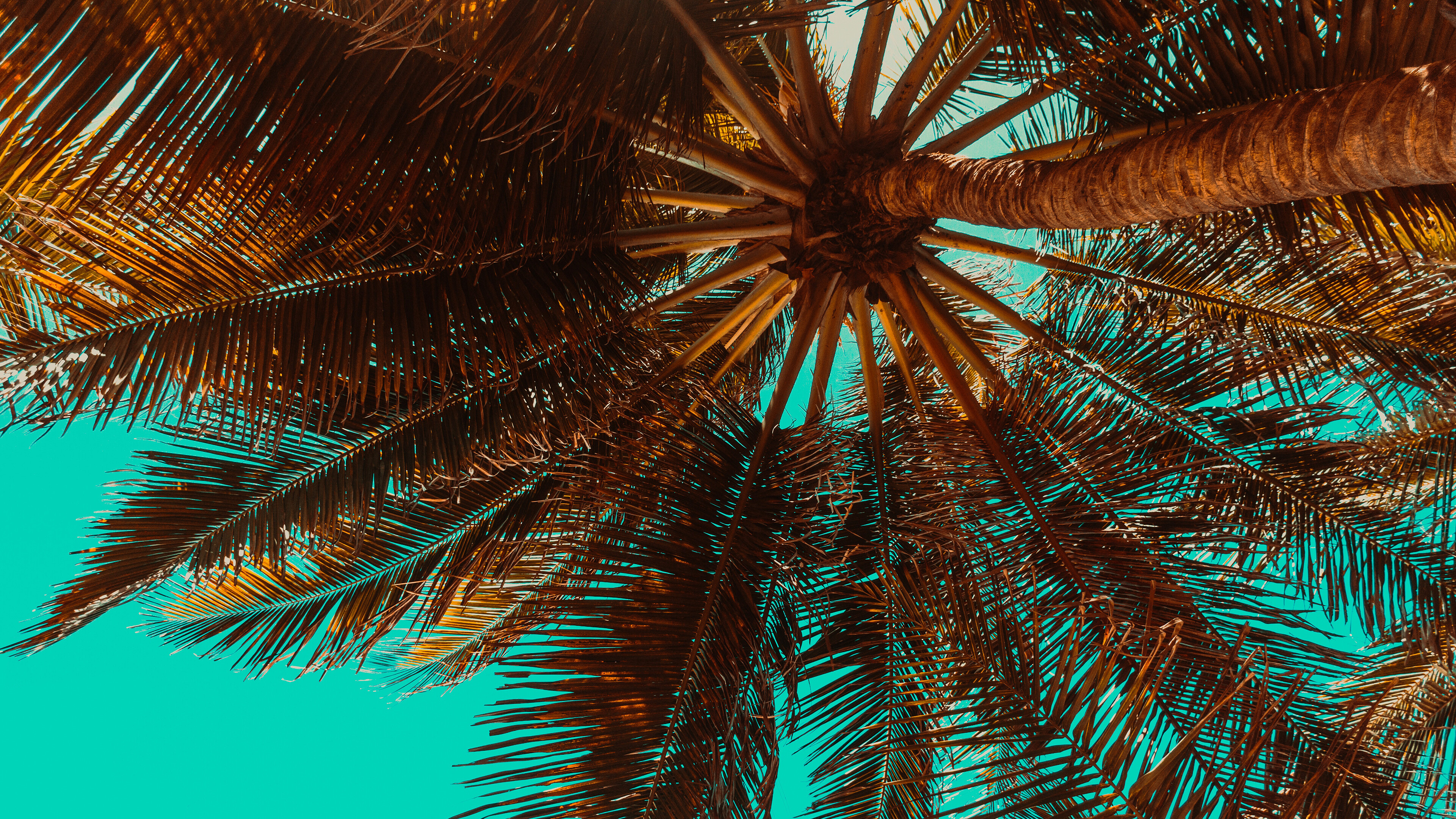 Palm Tree, HD wallpaper beauty, Captivating palm trees, Photo by Christopher Anderson, 3840x2160 4K Desktop