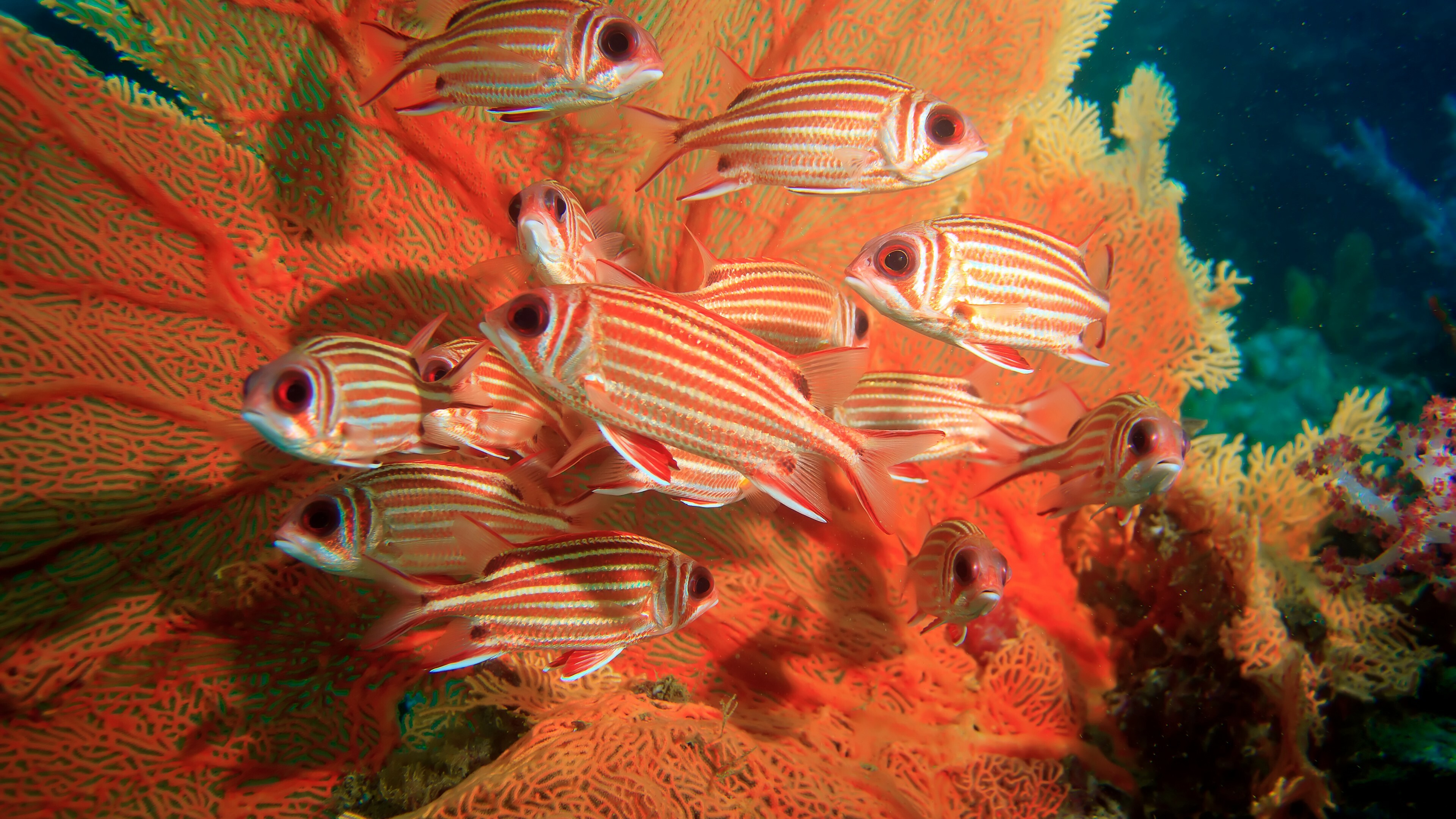 Squirrelfish, Coral Reefs Wallpaper, 3840x2160 4K Desktop