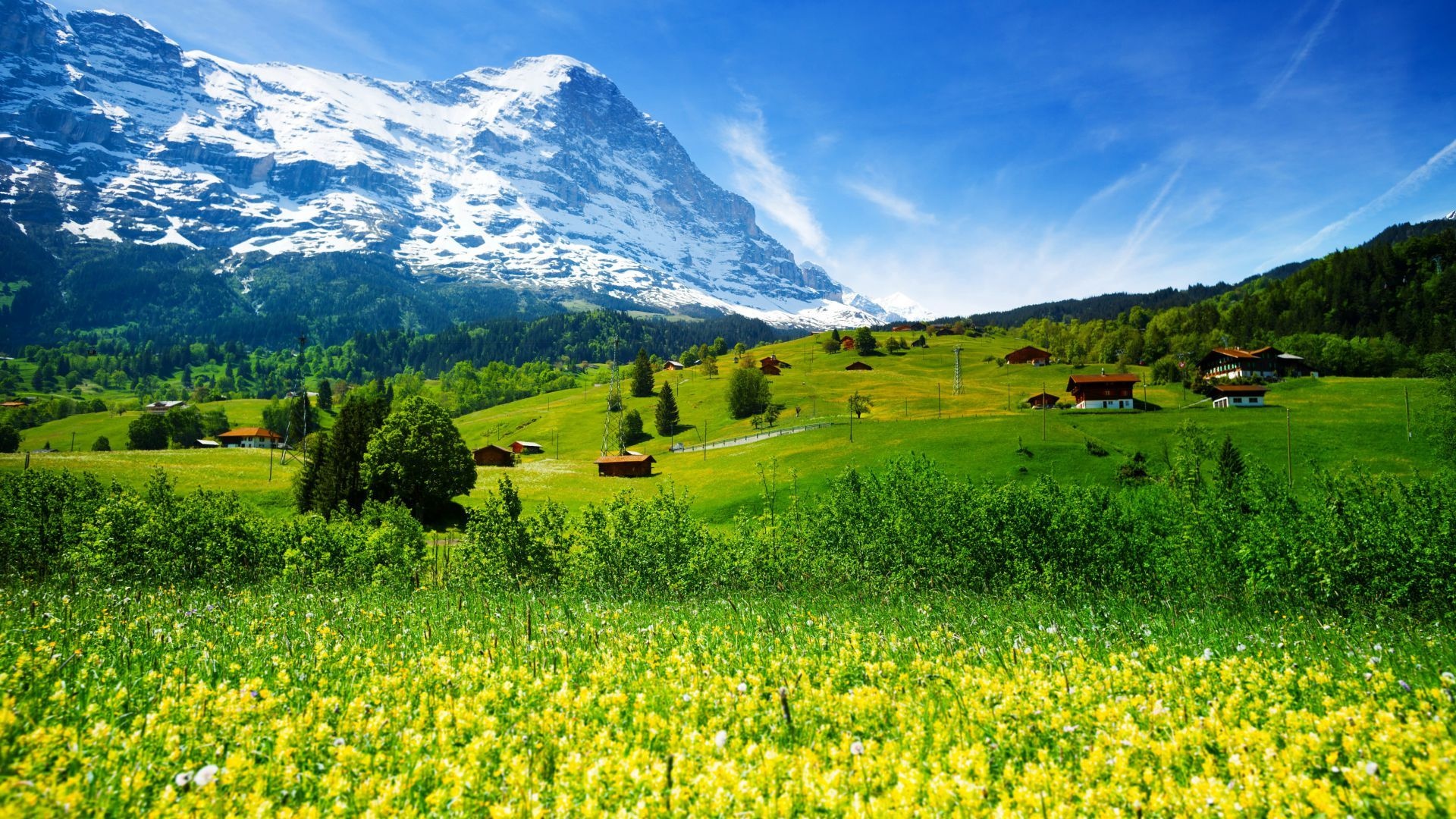 Grindelwald Bernese Alps, Traditional Swiss chalets, Yellow wildflower meadow, Full HD Desktop wallpaper
