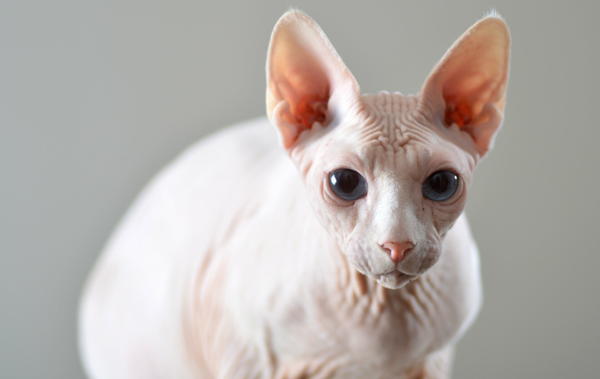 Sphynx Cat, HD wallpapers, Dynamic background, Mesmerizing visuals, 1920x1220 HD Desktop