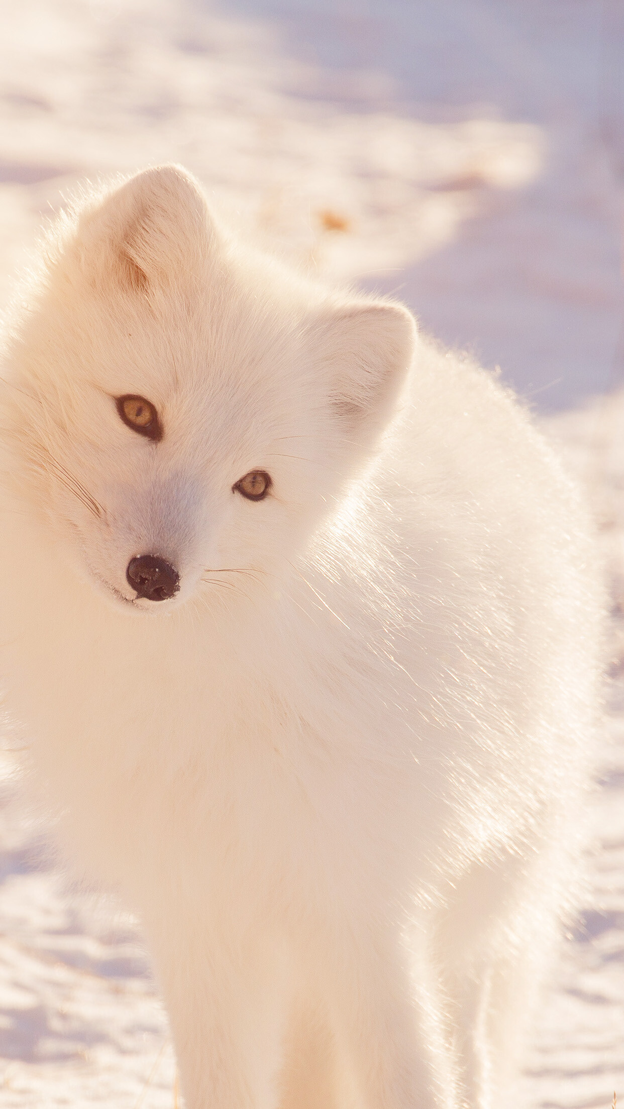 Winter fox wallpaper, Snowy landscape, Sony Xperia, iPhone, 1250x2210 HD Phone