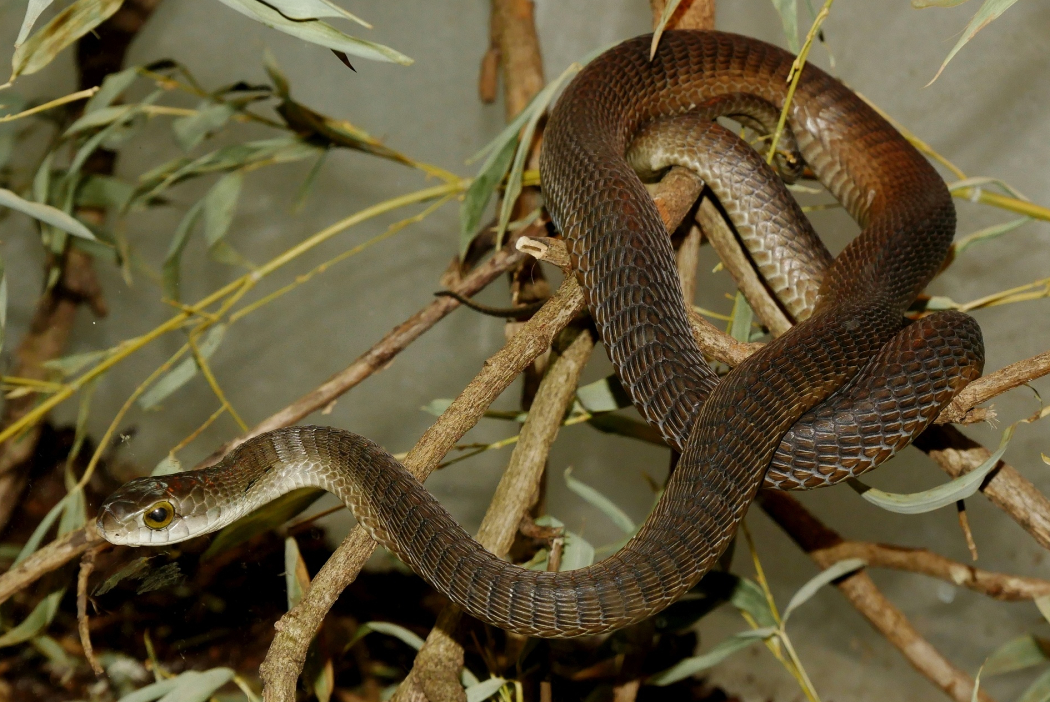 Boomslang, Dispholidus typus, African serpent, Venomous reptile, 2100x1410 HD Desktop