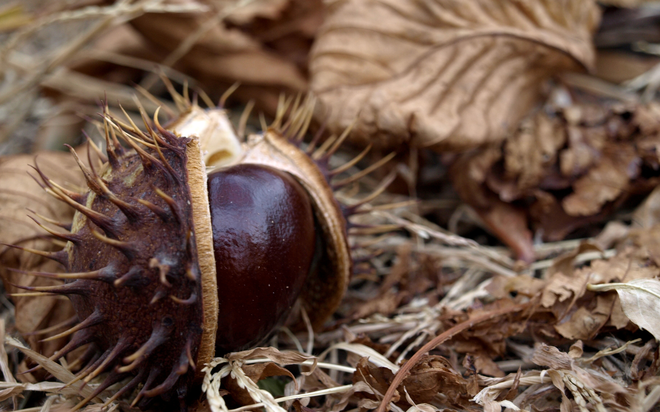 Chestnut wallpapers, Autumn-themed, Nature photography, Beautiful backgrounds, 2560x1600 HD Desktop