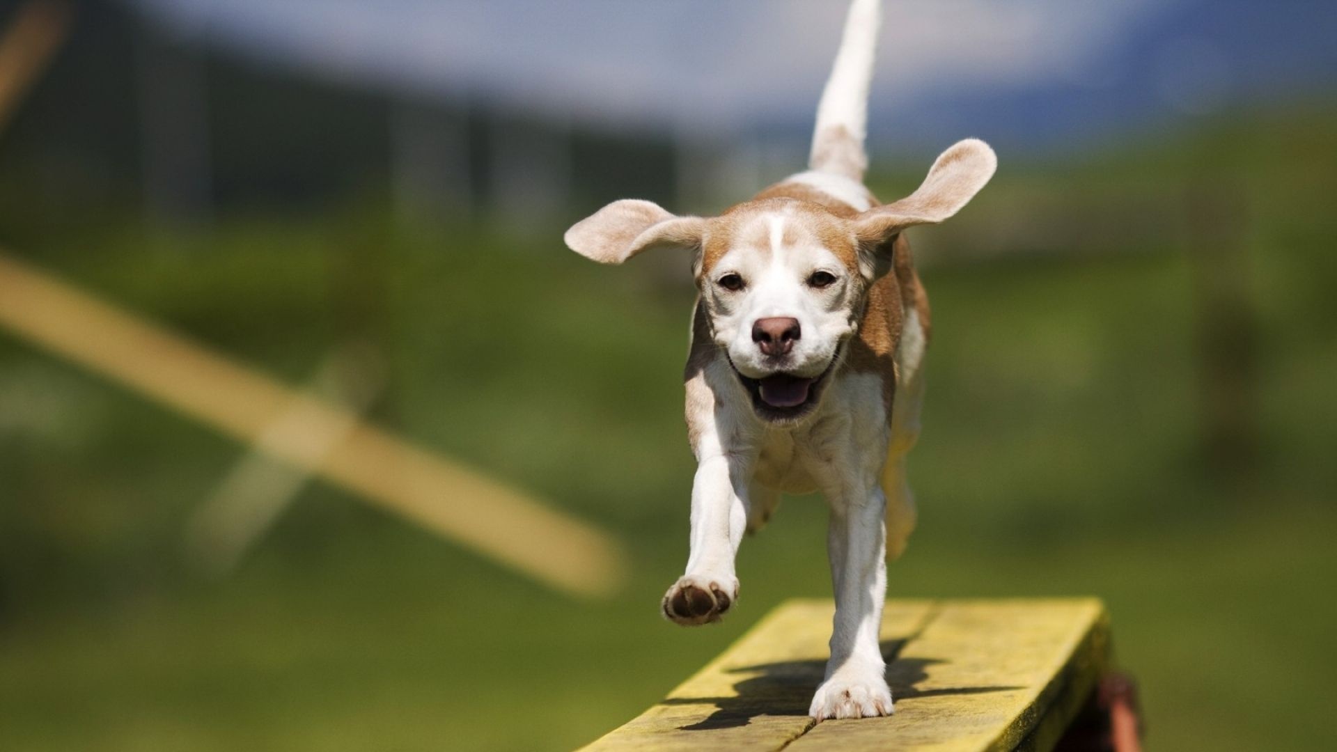 Beagle, Dog Sports Wallpaper, 1920x1080 Full HD Desktop