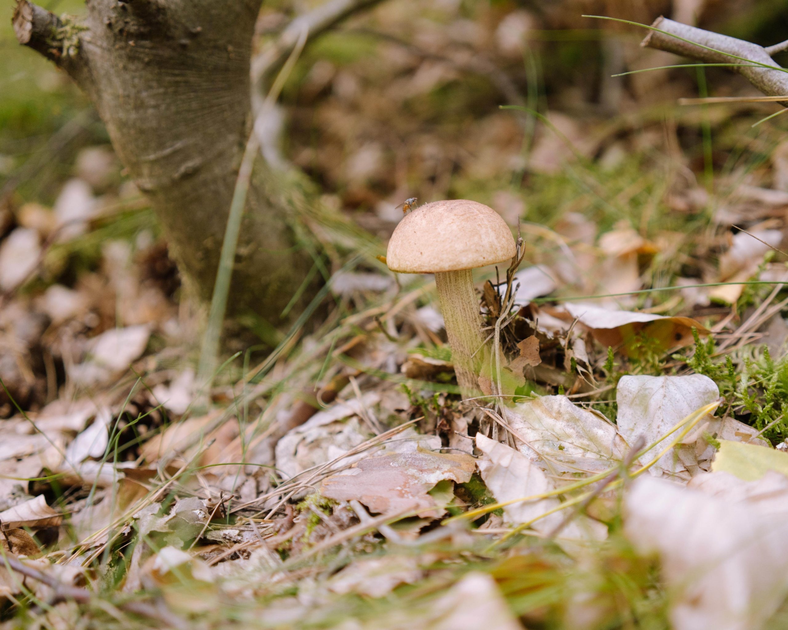 Mushroom collaboration, Rainy weather, Earthy partnership, Creative art, 2560x2050 HD Desktop