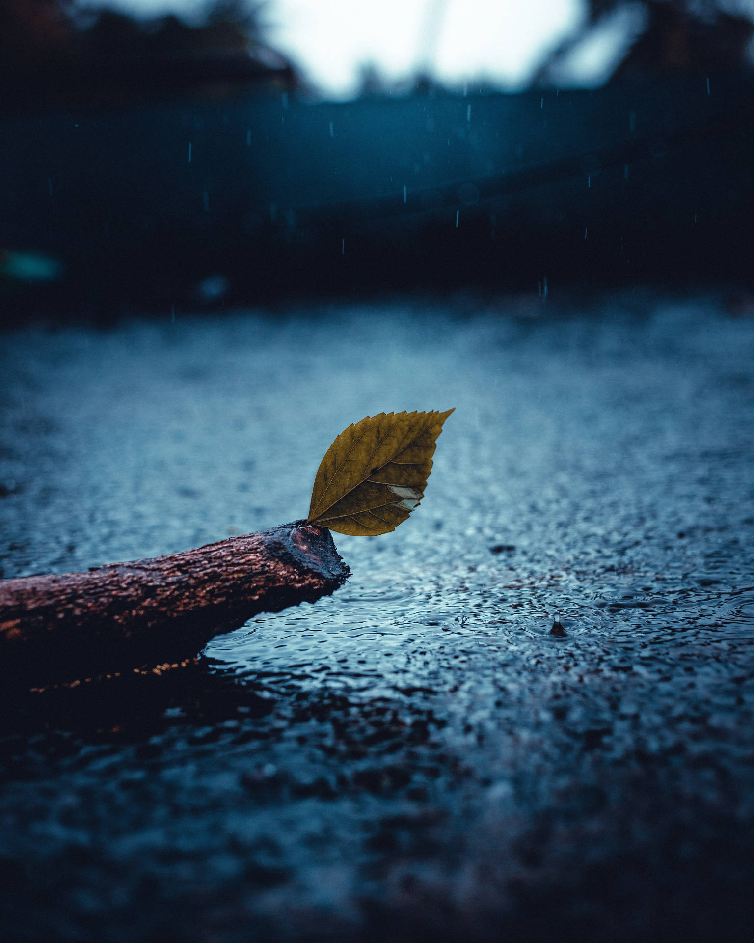 Fallen leaf on branch, Raindrops in puddle, Moody blue rainy atmosphere, HD Phone wallpaper